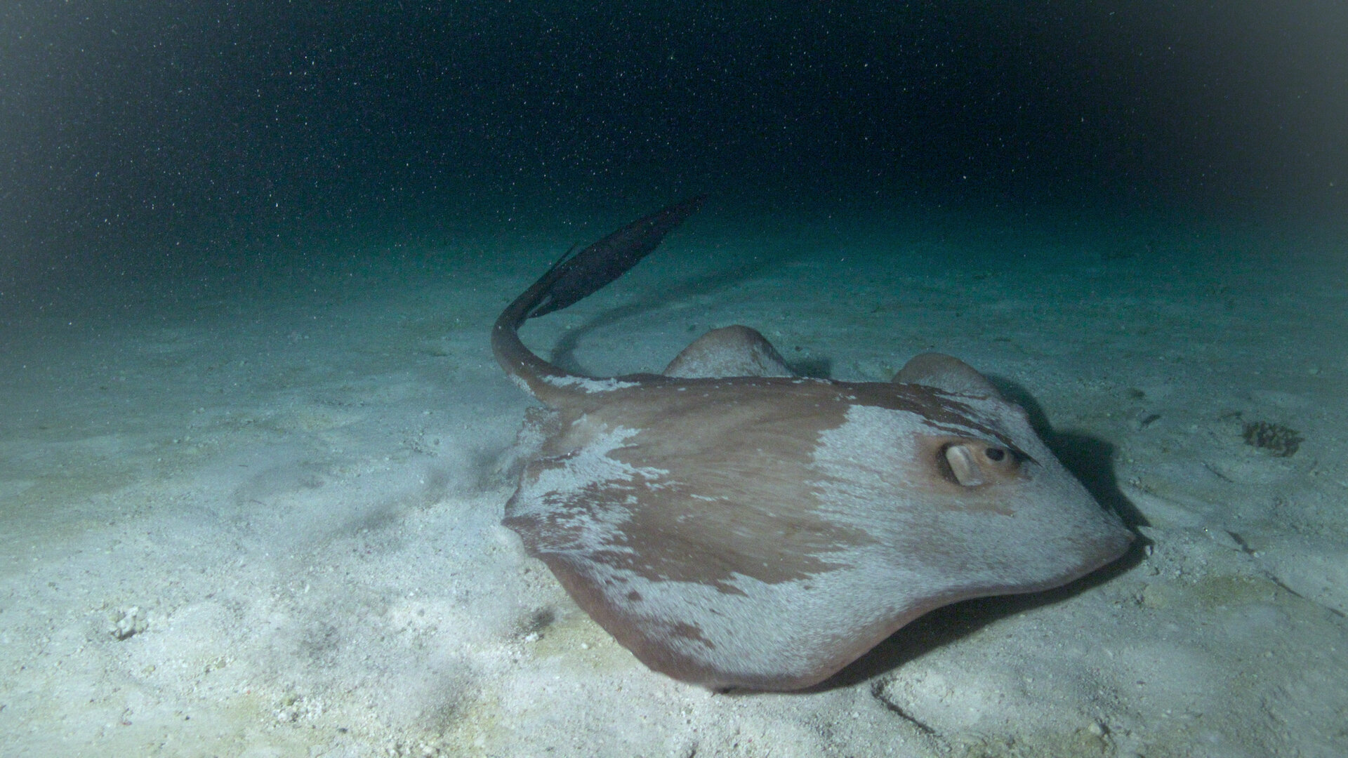 All the Sharks S1E2 Sharks After Dark