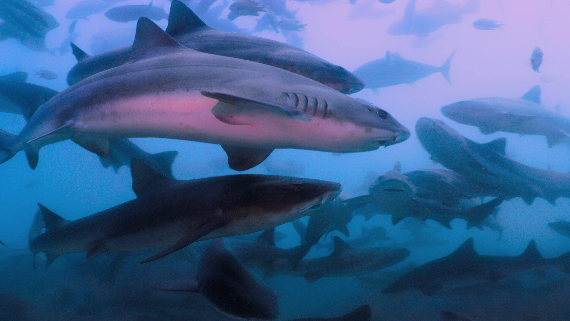 All the Sharks S1E3 Land of the Rising Sharks