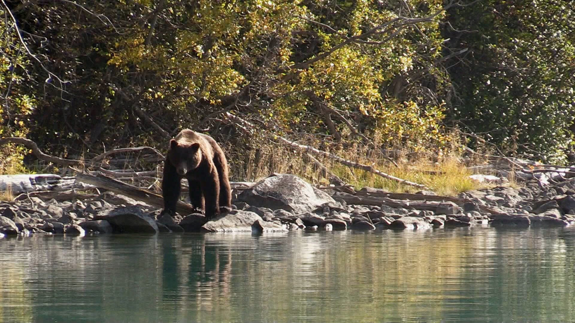 Alone S8E8 The Grizzly