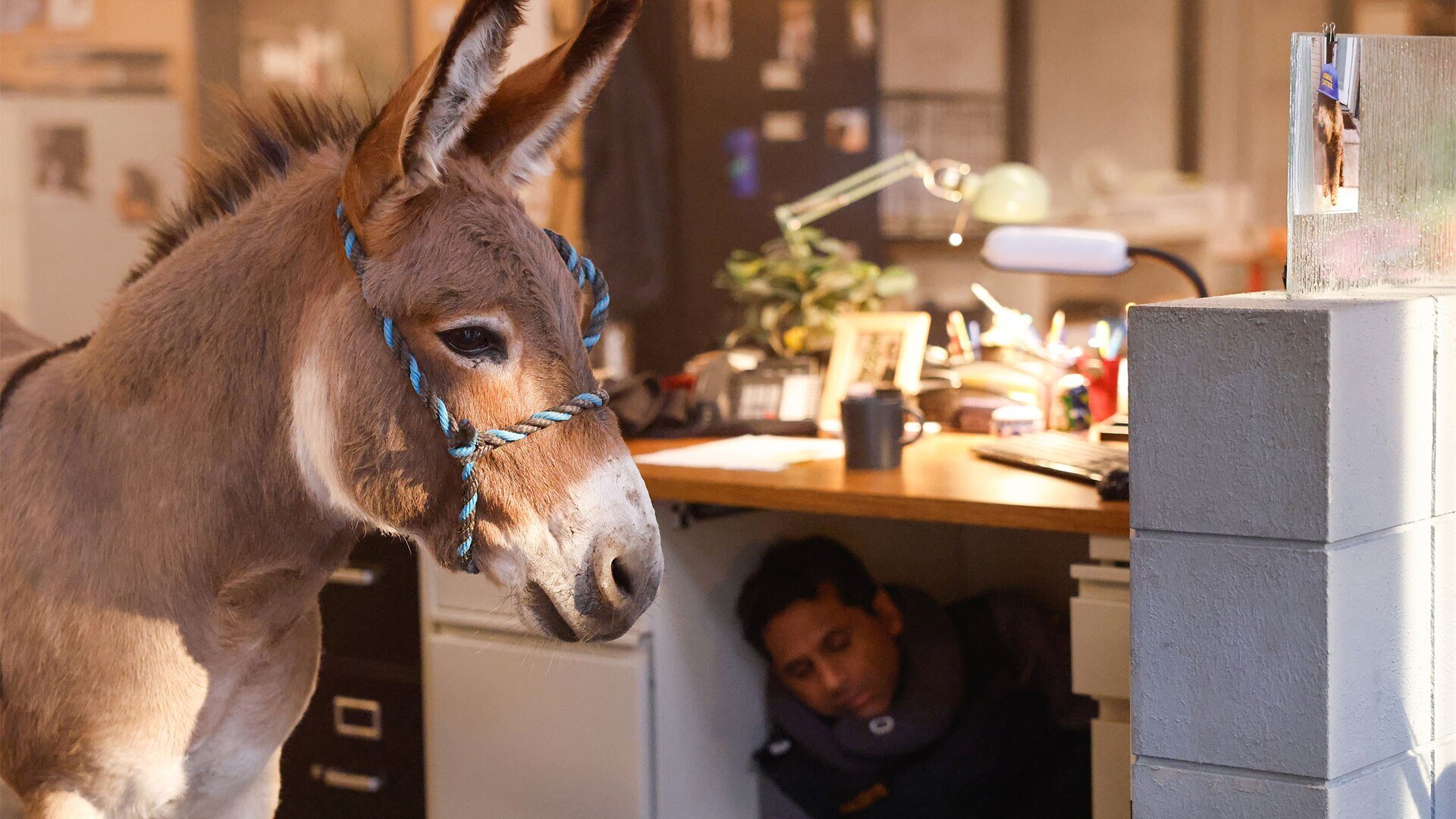 Animal Control S4E2 Bagged Birds and Alley Dogs