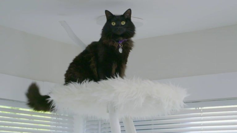 Animal Cribs S1E1 Tricked Out Cat Castle