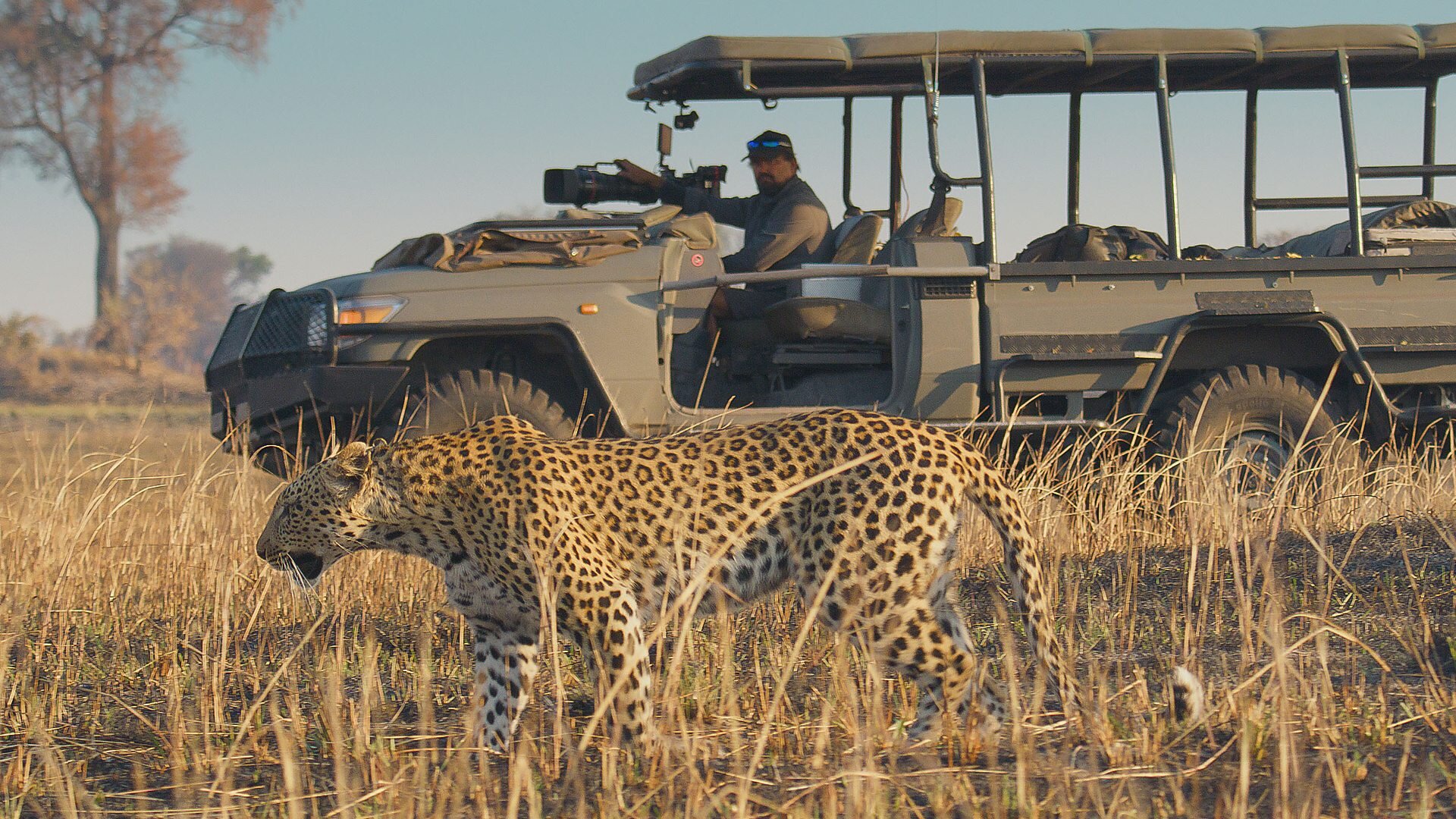 Big Cats 24/7 S1E2 Episode 2