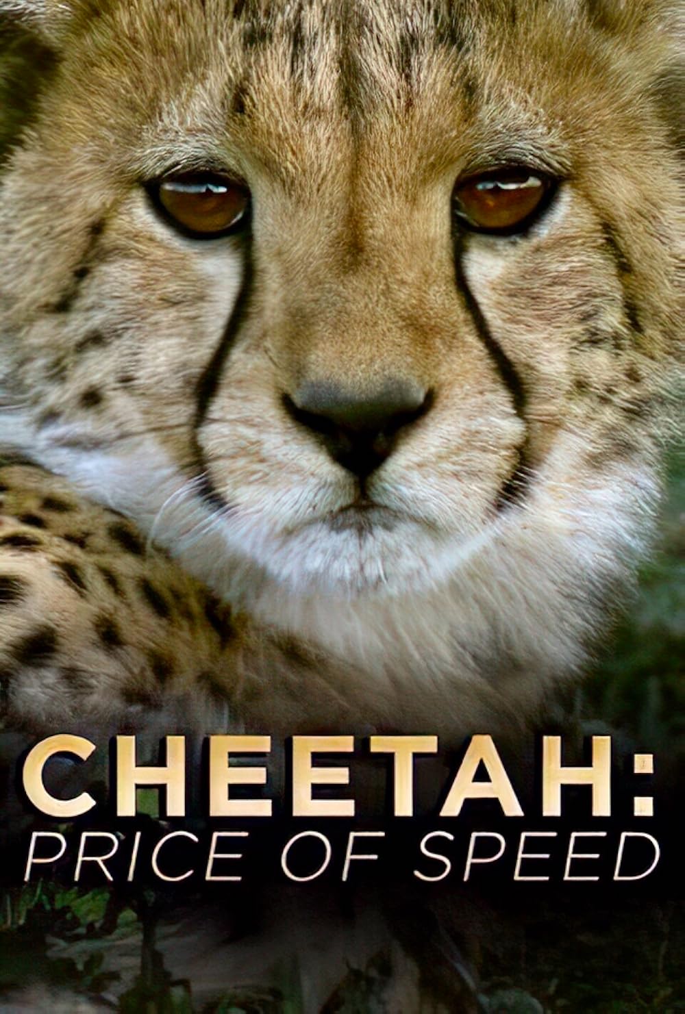 Cheetah: The Price of Speed