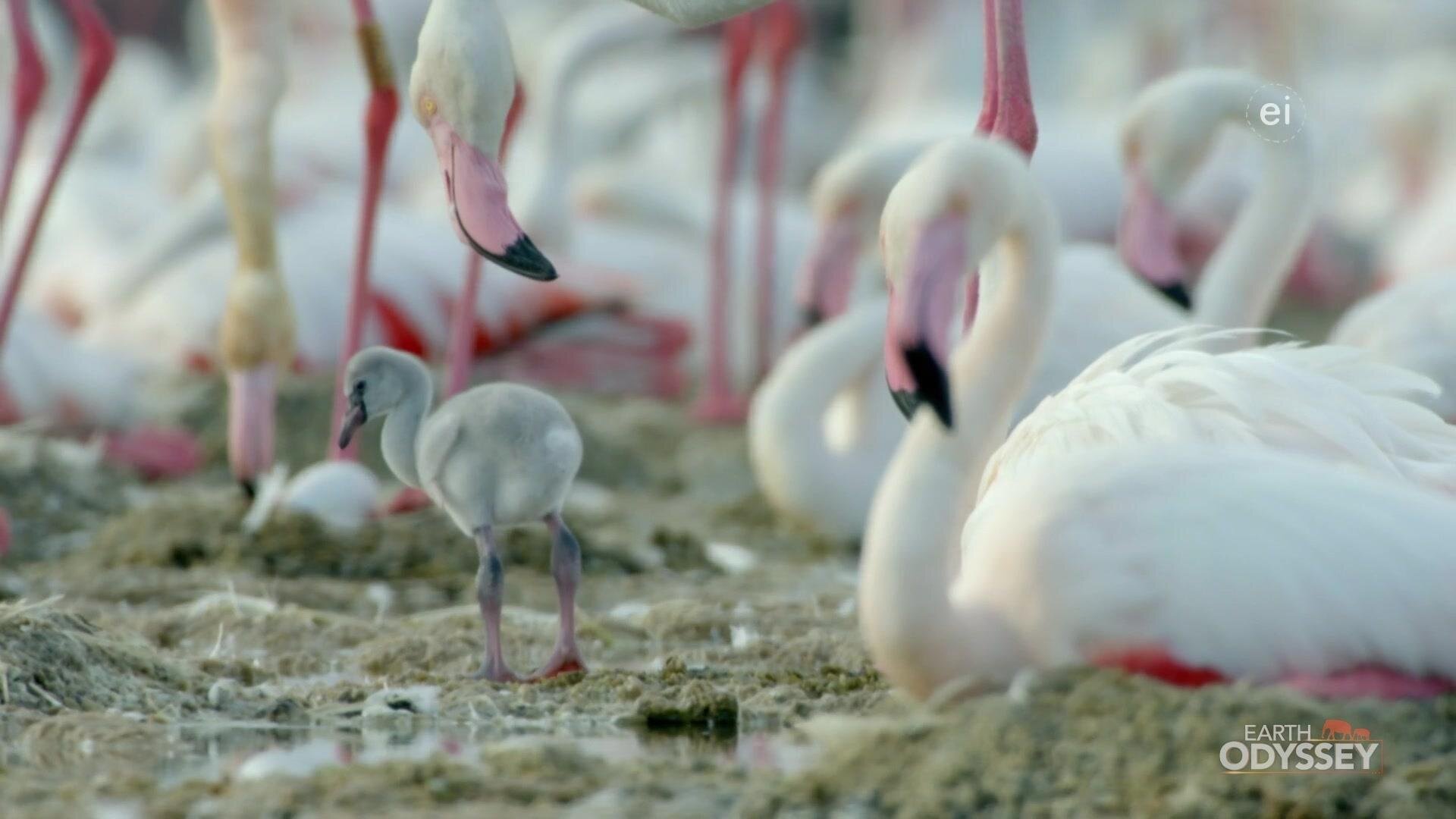 Earth Odyssey with Dylan Dreyer S7E14 Birds of a Feather