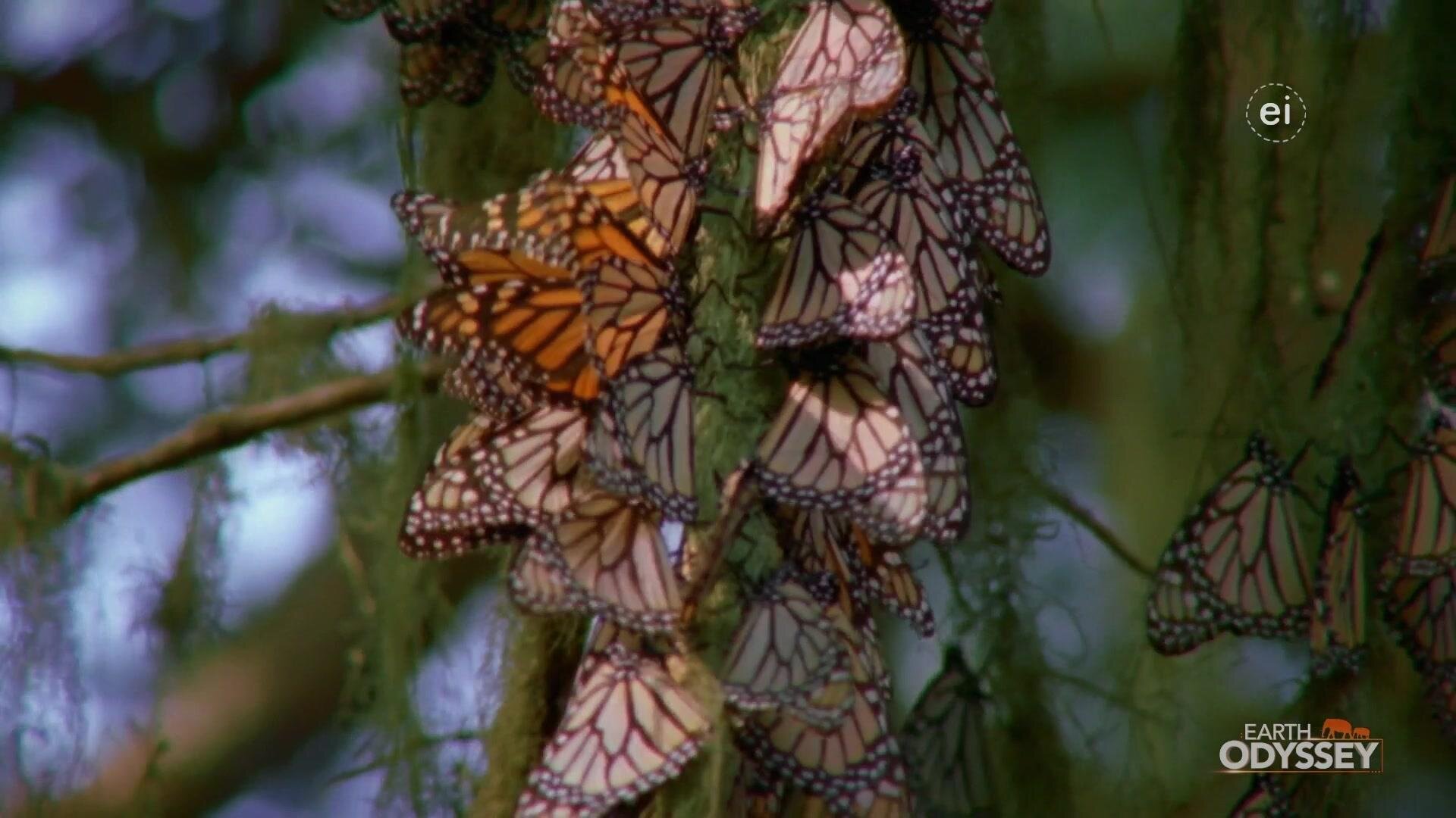 Earth Odyssey with Dylan Dreyer S7E16 Native to North America