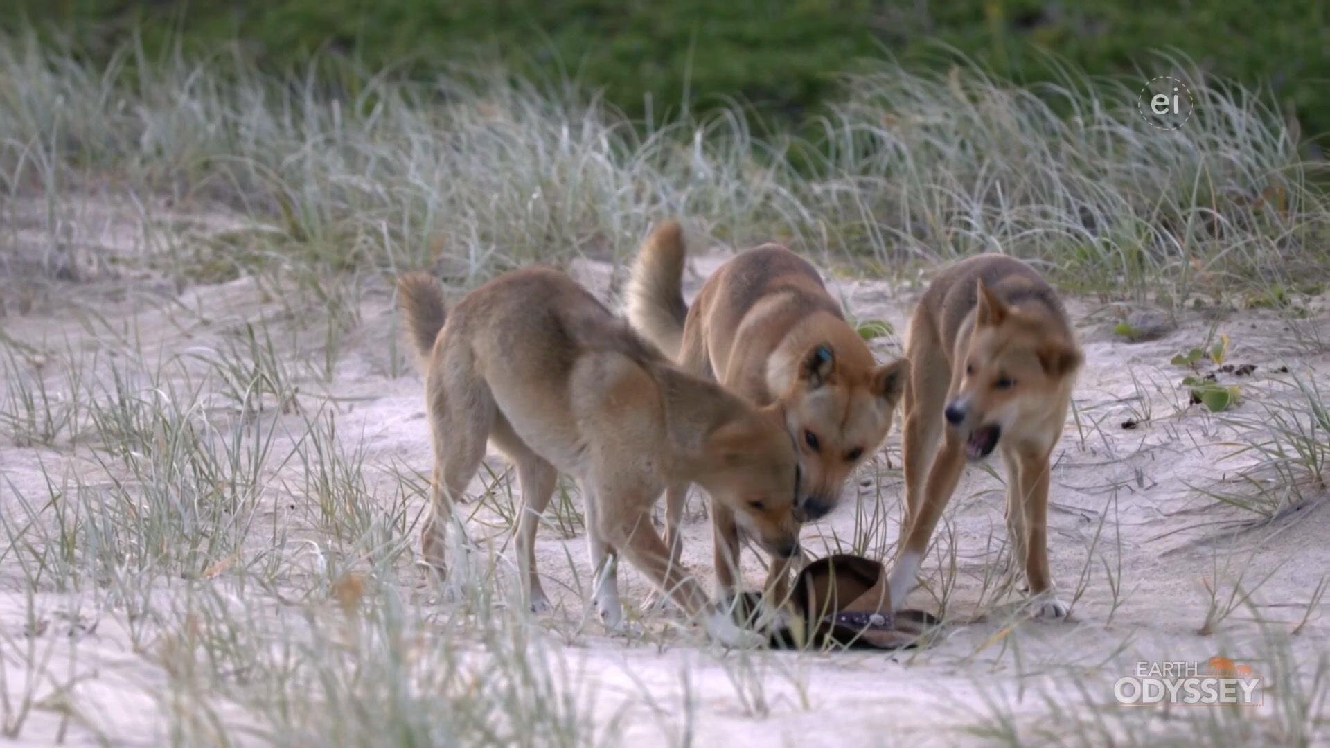 Earth Odyssey with Dylan Dreyer S7E18 A Journey to Wild Australia