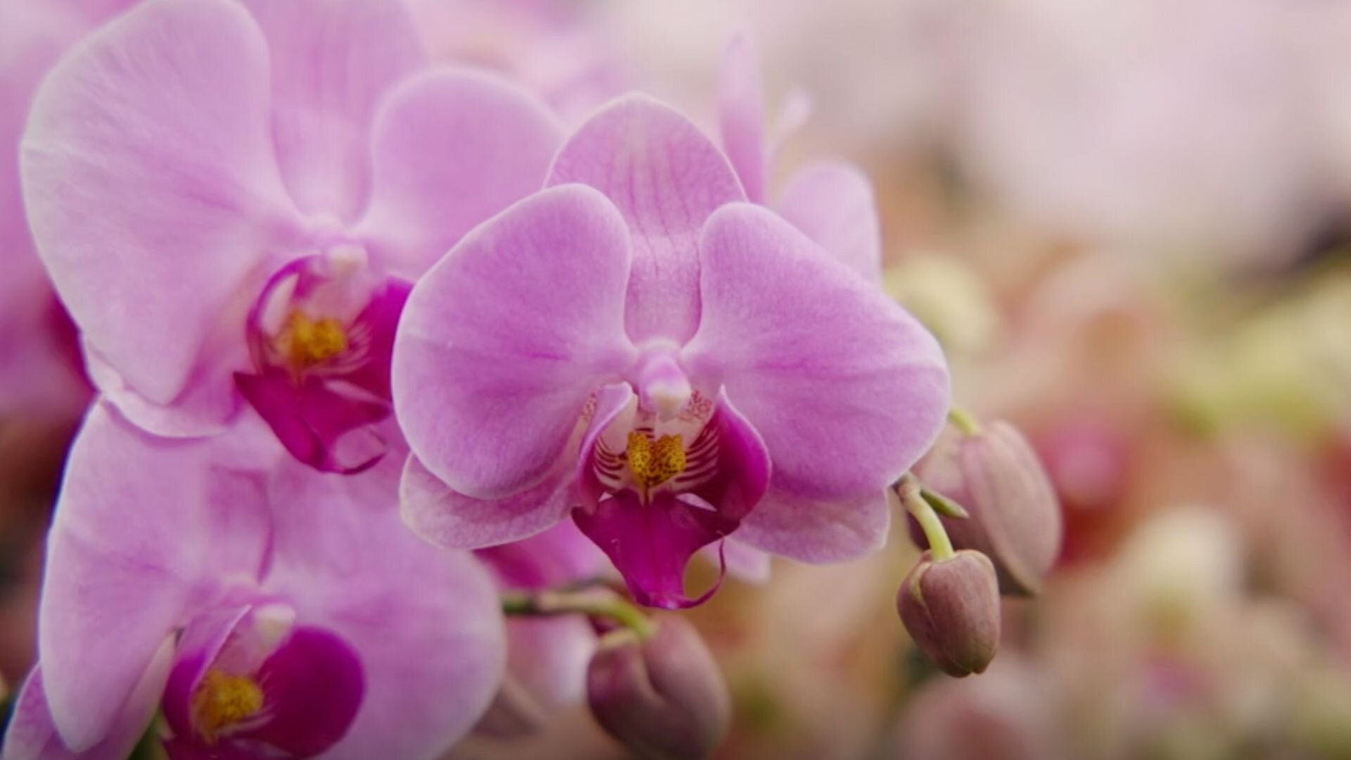 Gardening Australia S36E25 Episode 25 - Winter: Native Garden Design & Orchid Show