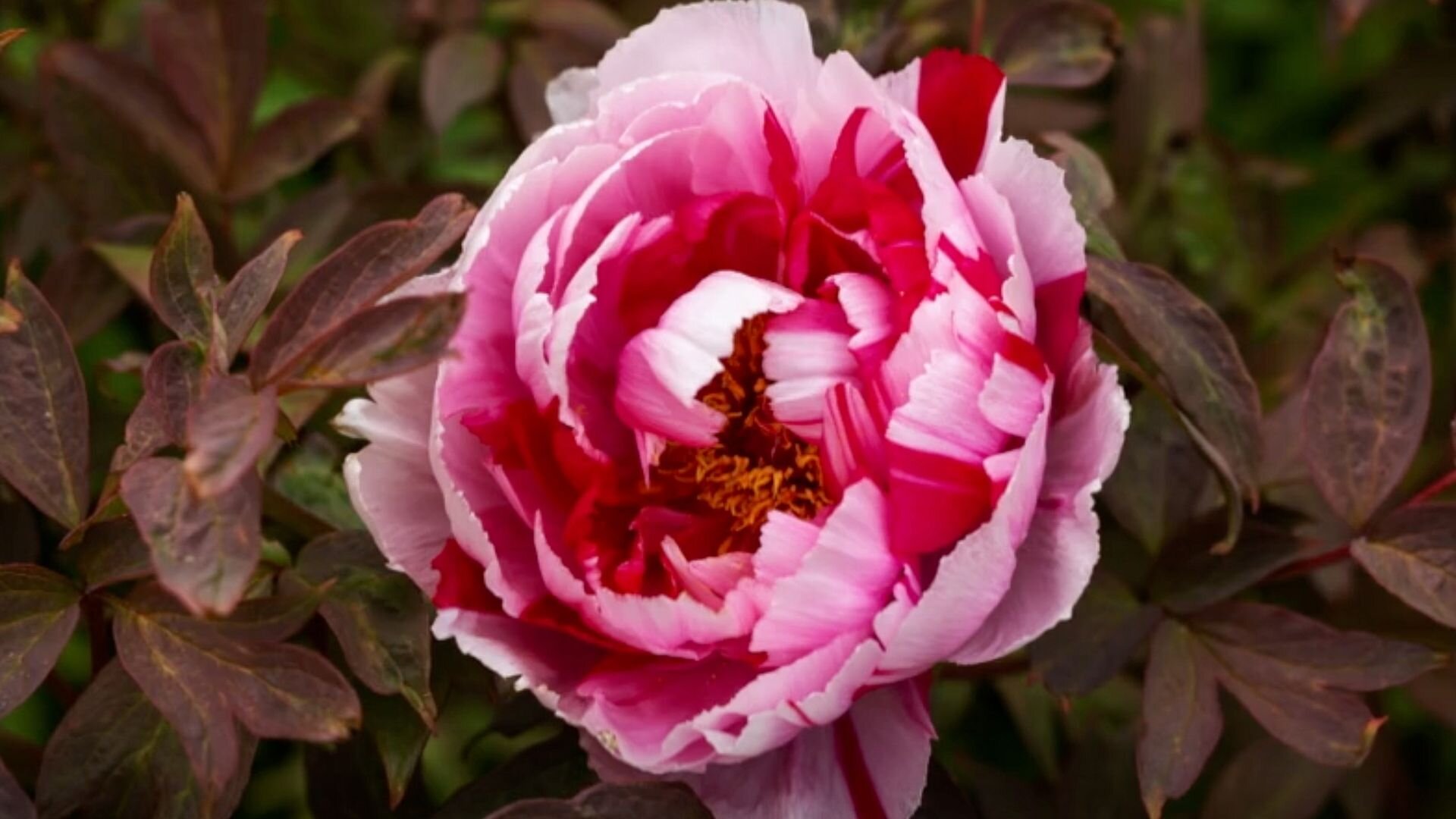 Gardening Australia S36E35 Episode 35 - Spring: Grand Country Garden & Urban Design