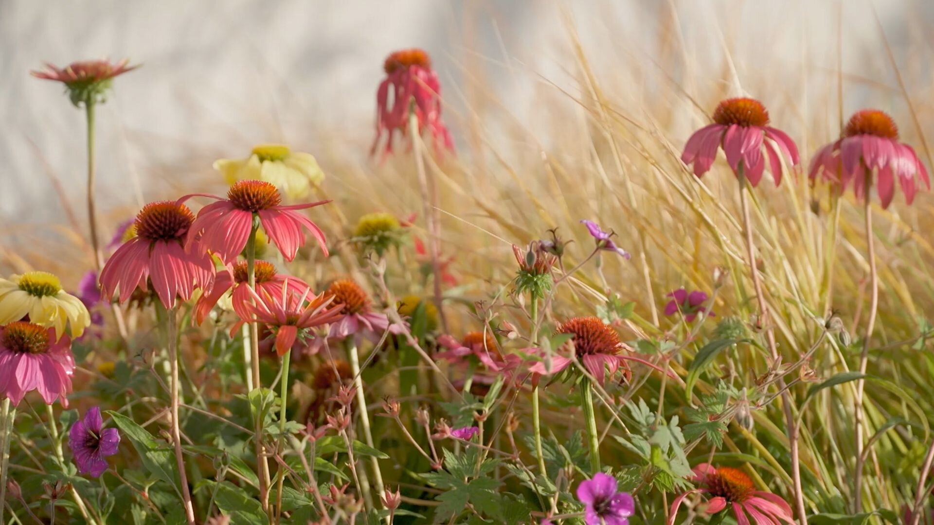 Gardening Australia S37E3 Episode 3 - Summer: Arid Botanic Garden & Home Orchard