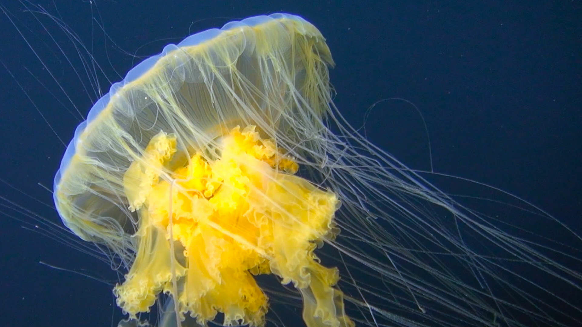 Great Blue Wild S1E1 Socorro