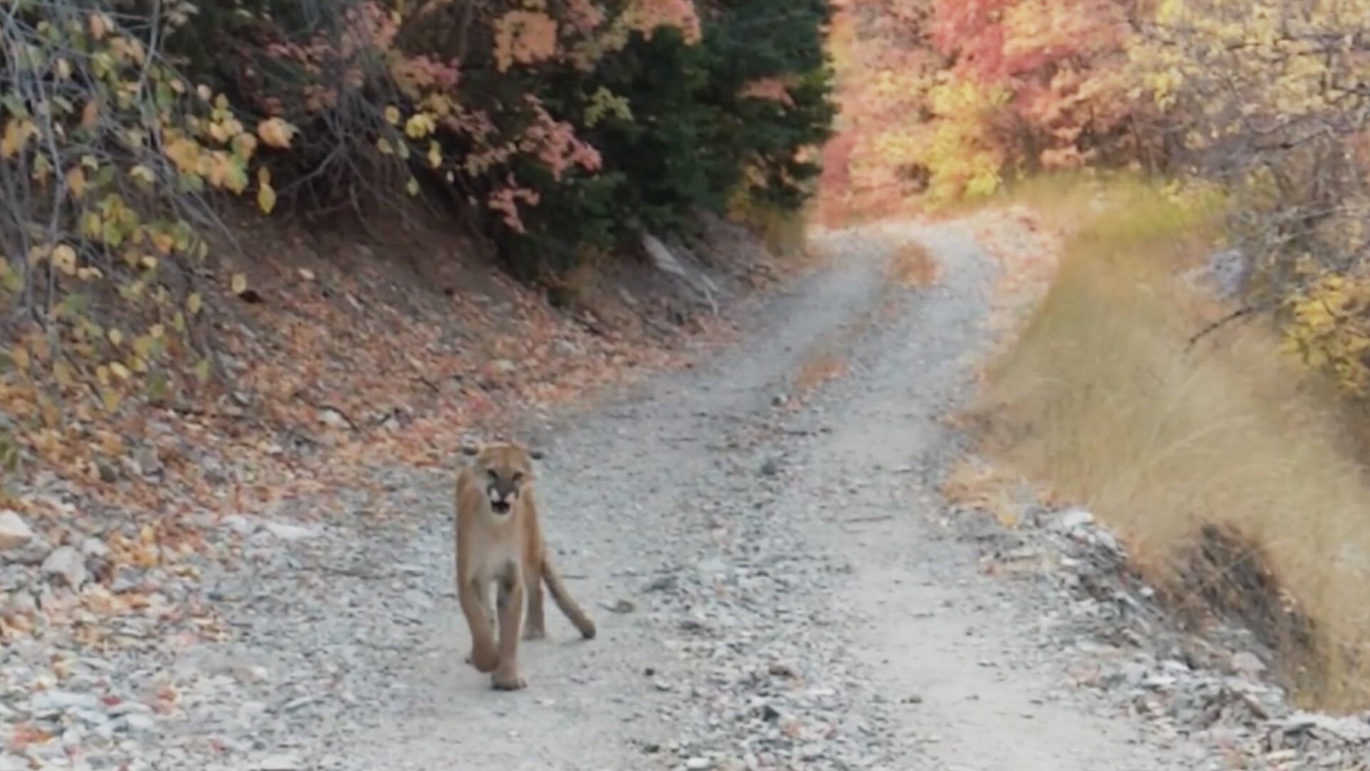 History's Most Shocking S1E5 Man Stalked By Cougars, Skydiver Miracle, Buried Alive & Terrifying Drive