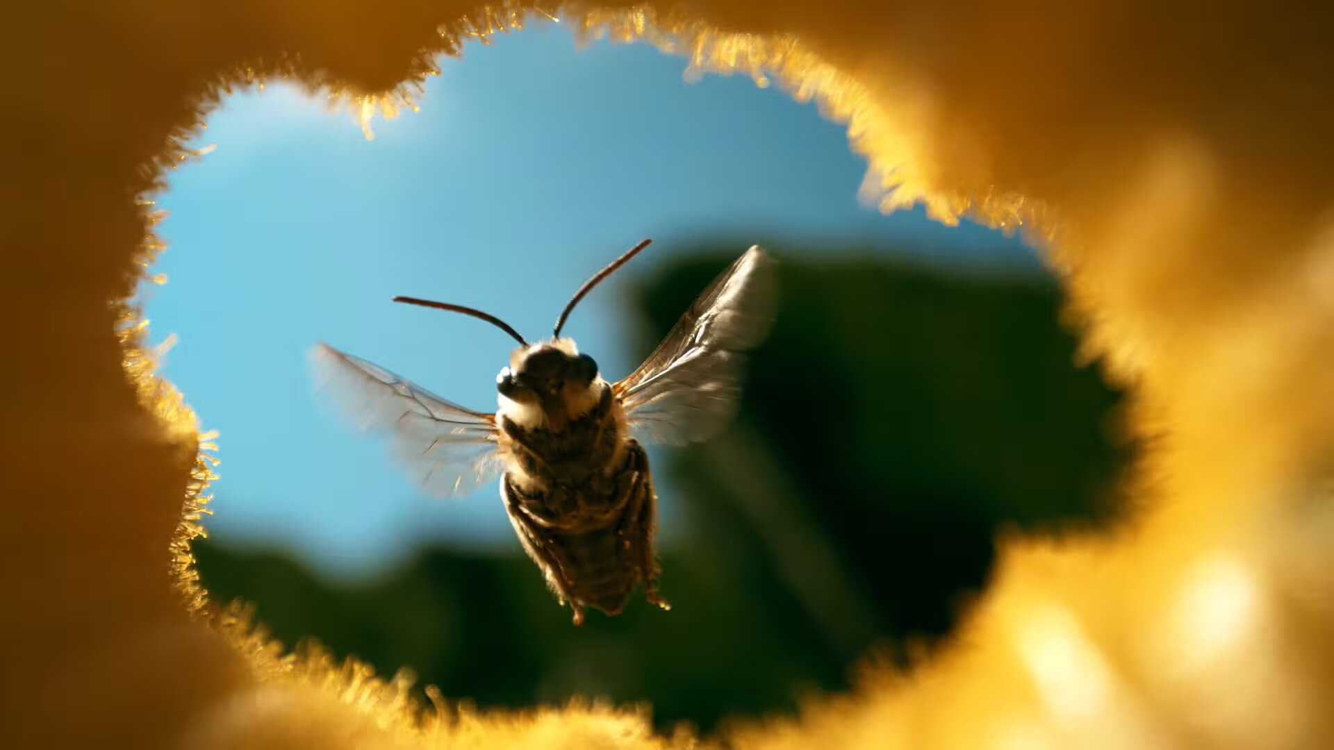 Human Footprint S2E4 The Honey Trap