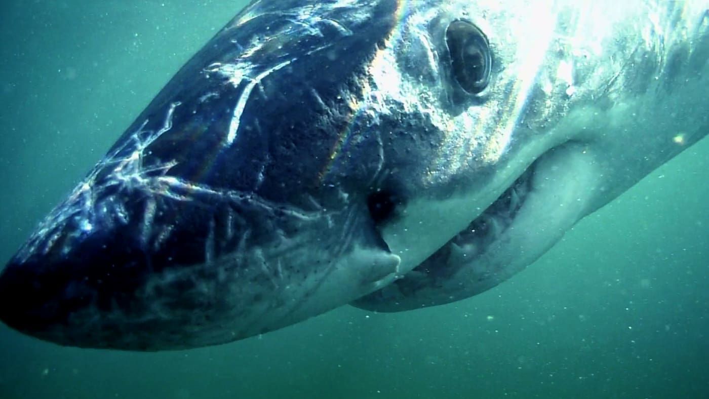 I Was Prey S1E3 Blood in the Water