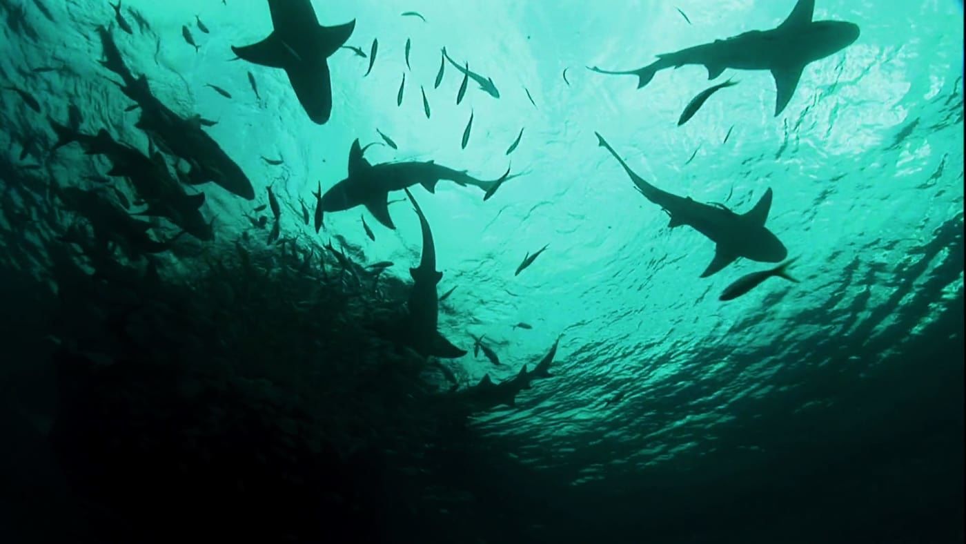 I Was Prey S1E5 Invisible Assassin