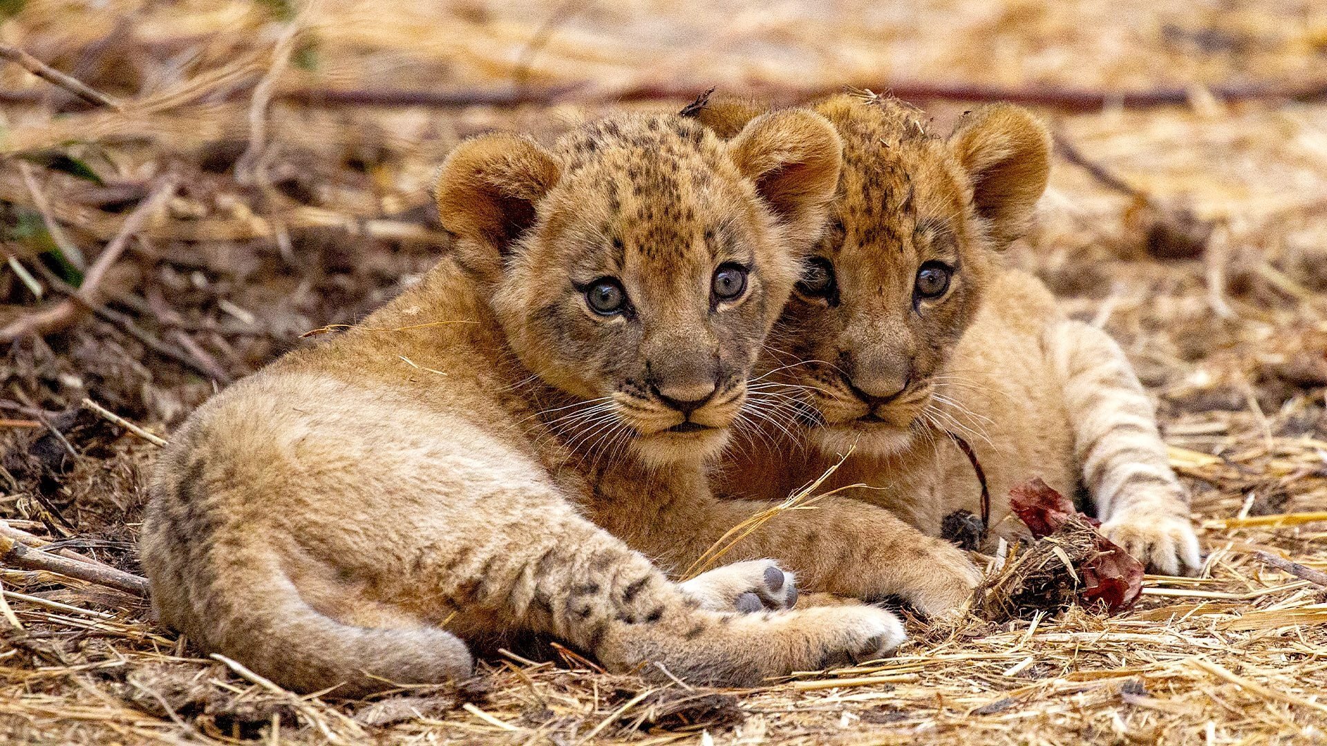 Kingdom S1E3 Episode 3