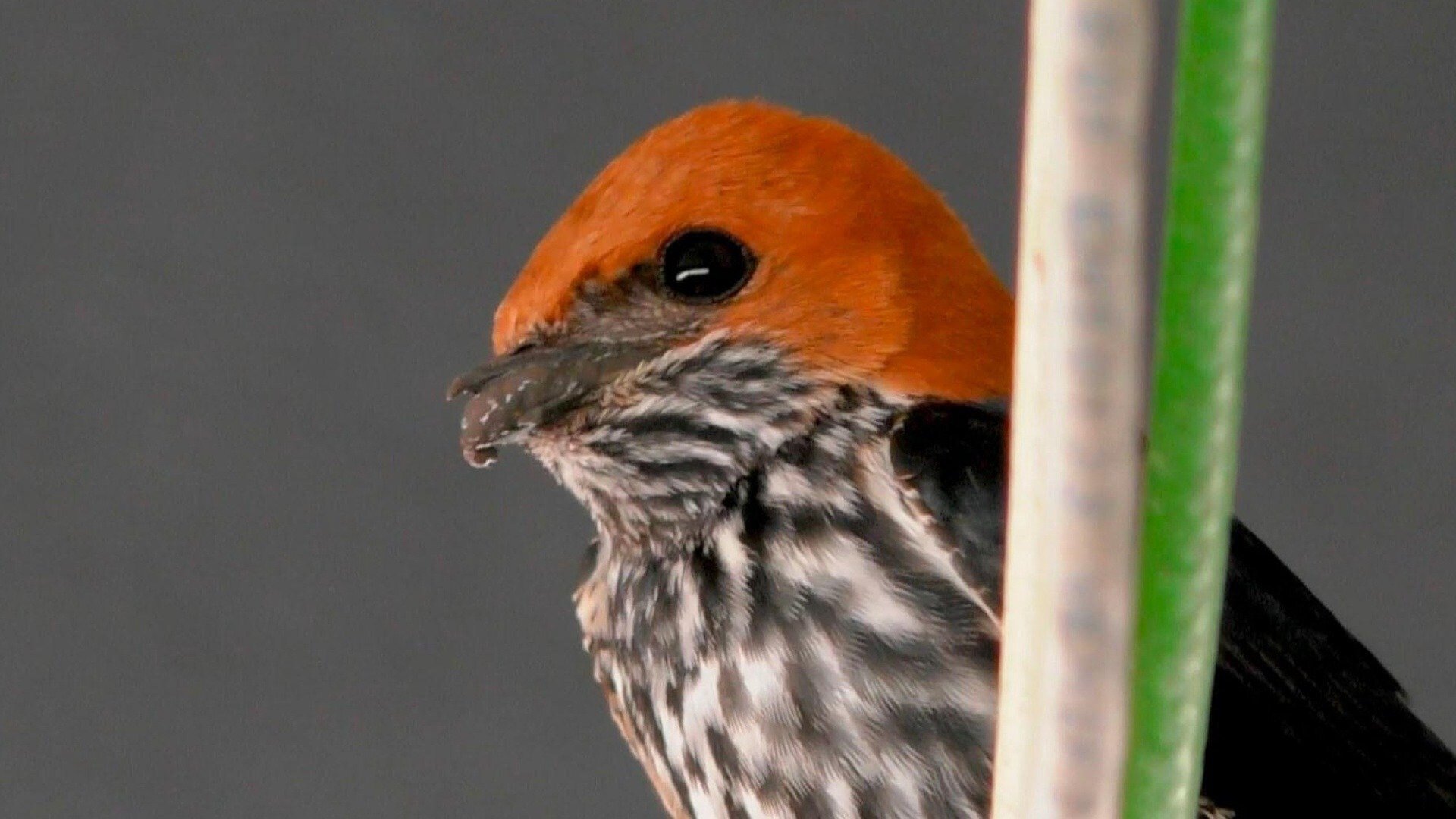 Life at the Waterhole S1E3 Episode 3