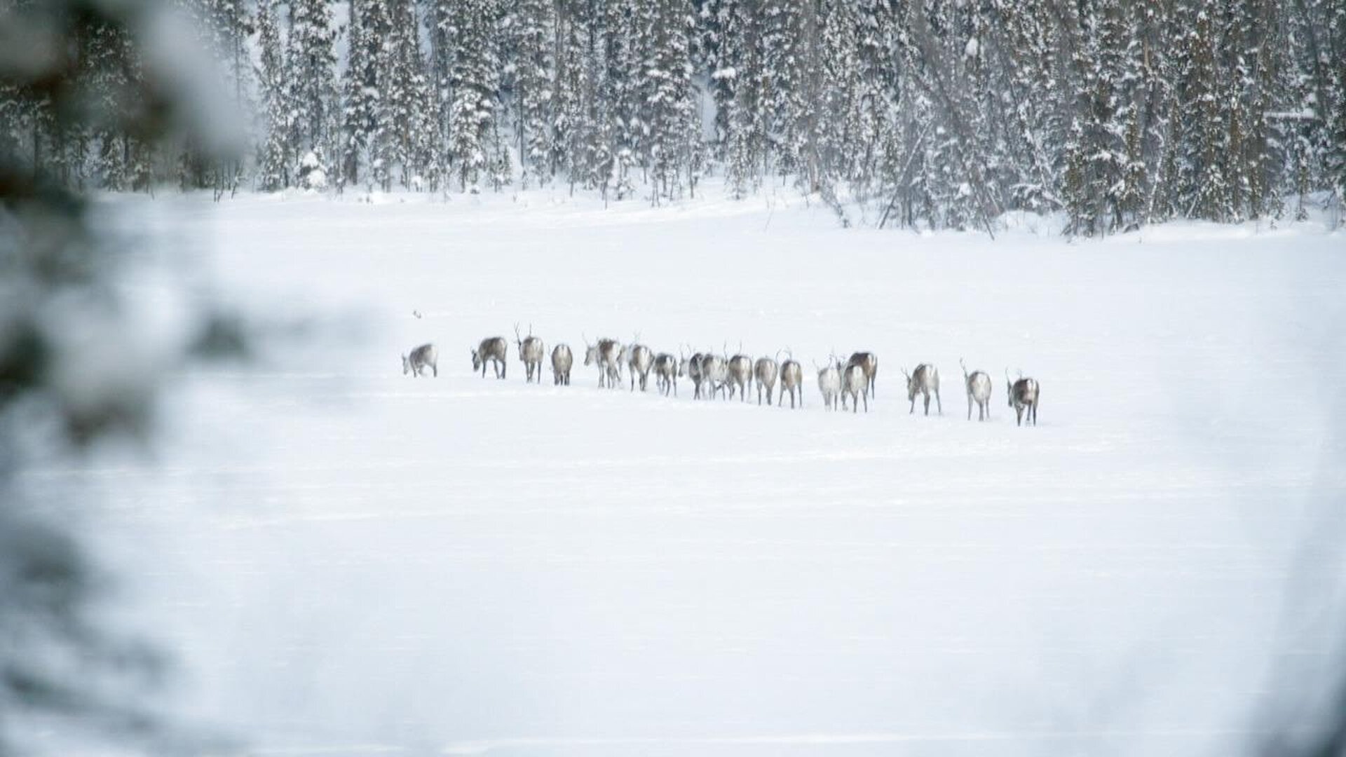 Life Below Zero S23E10 Tastes Like Home