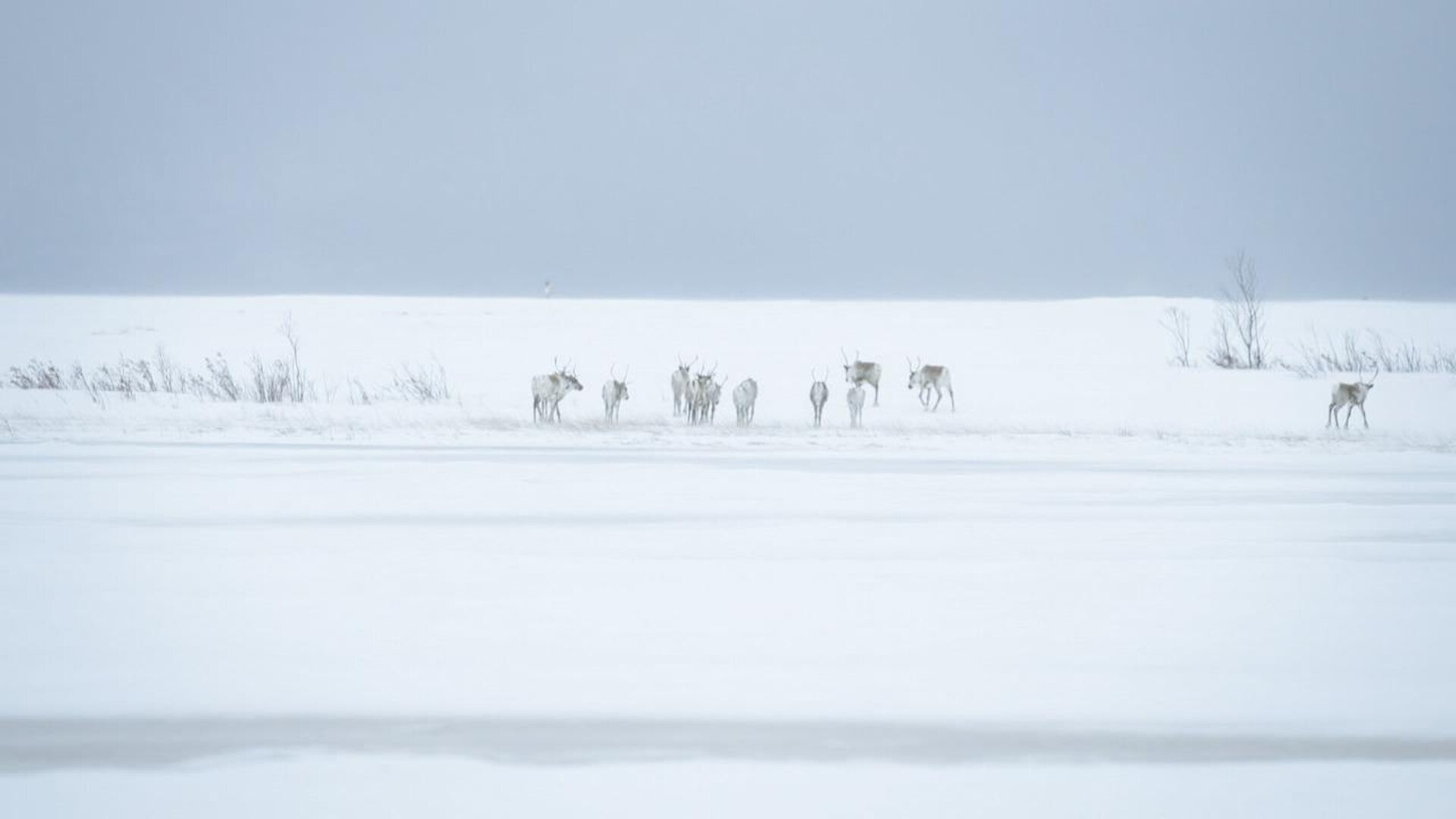 Life Below Zero S23E12 100 Miles From Nowhere