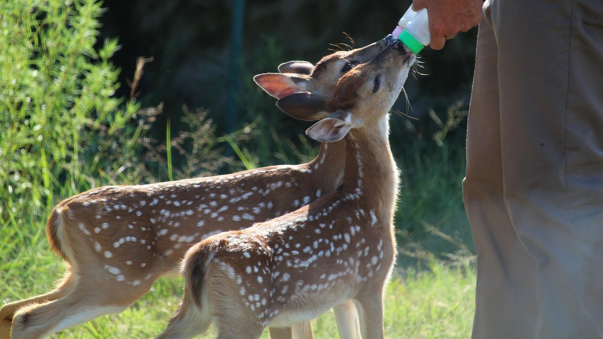 Lone Star Law S3E2 In the Nick of Time