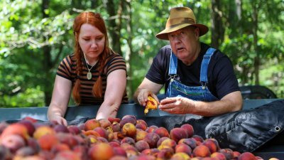 Moonshiners S15E8 Kentucky Kingpin