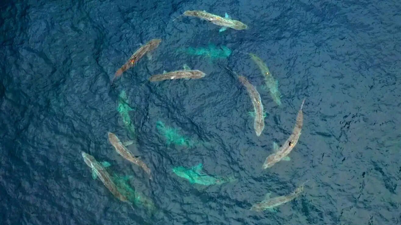 Mysteries from Above S3E10 Animal Oddities