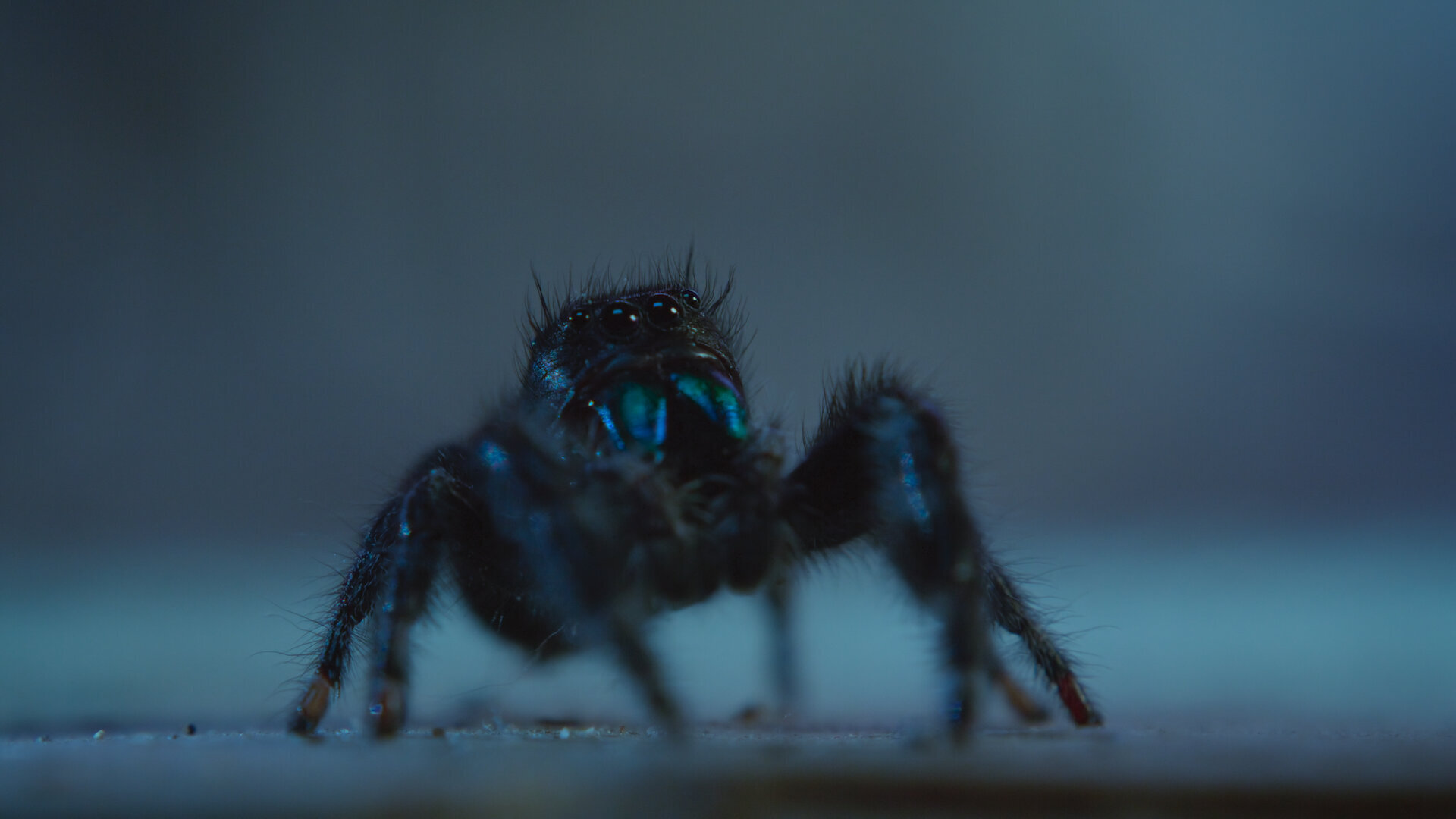 Nightmares of Nature S2E2 Chapter Two: Trapped