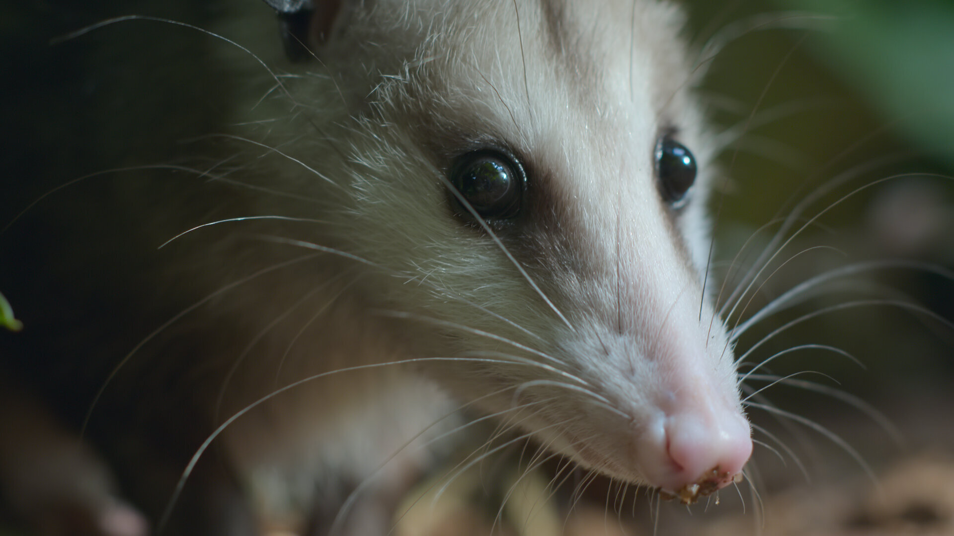 Nightmares of Nature S2E3 Chapter Three: A Dead End