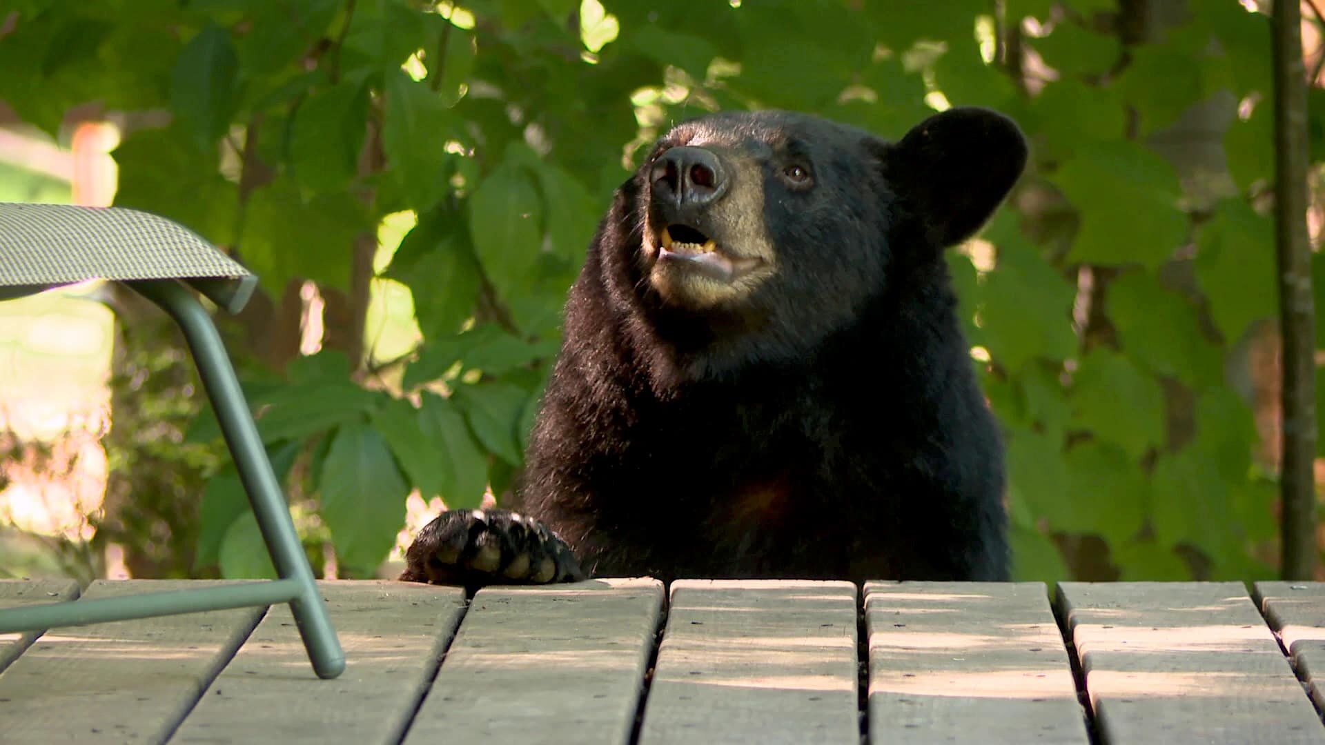 North Woods Law S11E7 Don't Feed the Bears