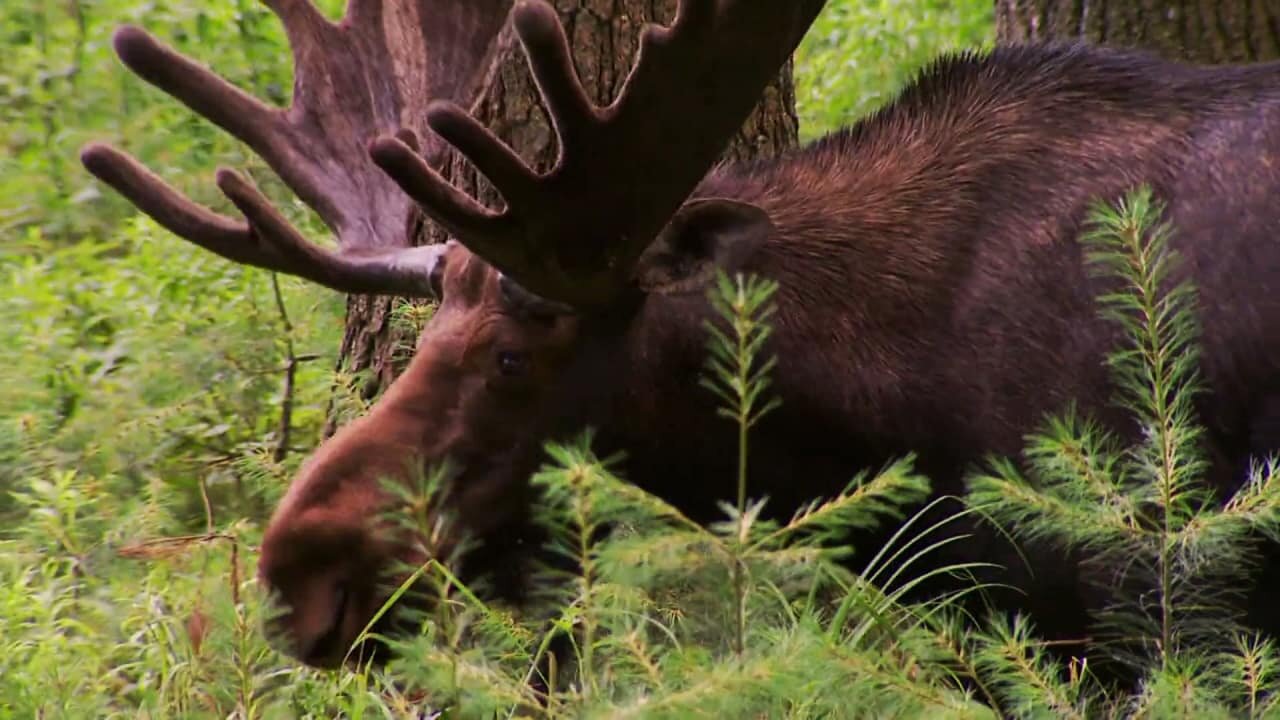 North Woods Law S1E2 Moose Mania