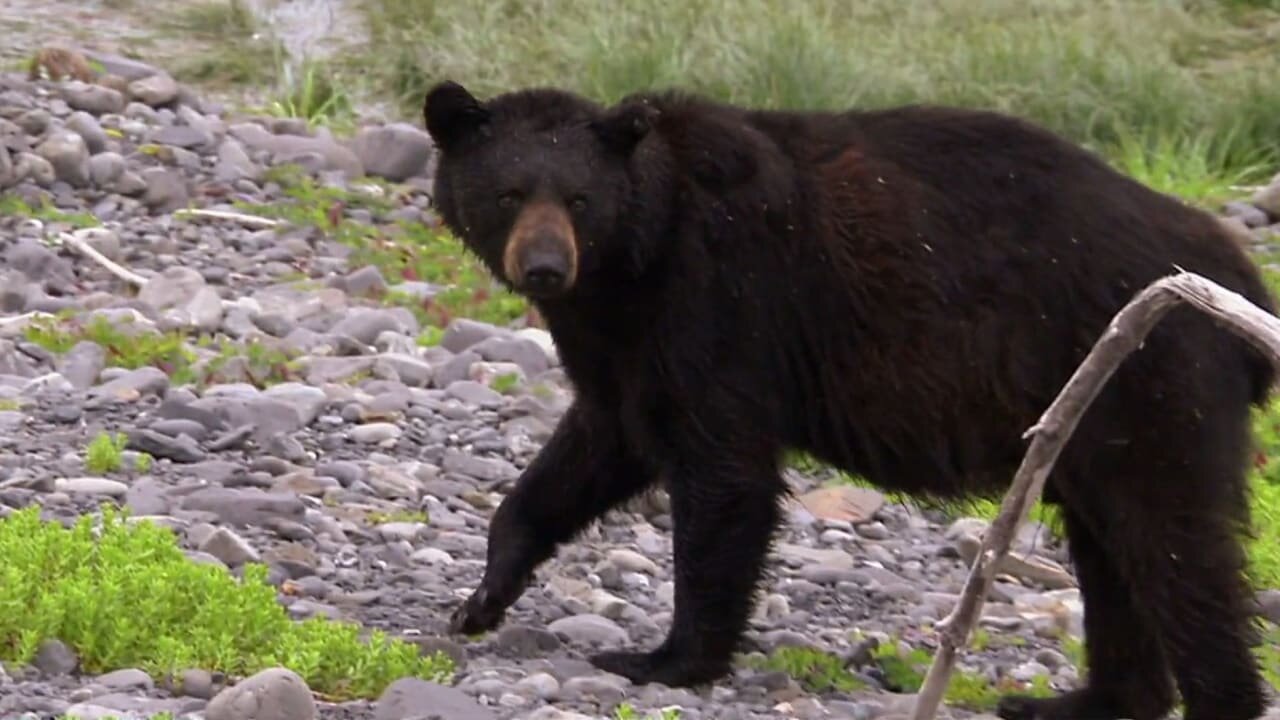 North Woods Law S1E4 Gun Country