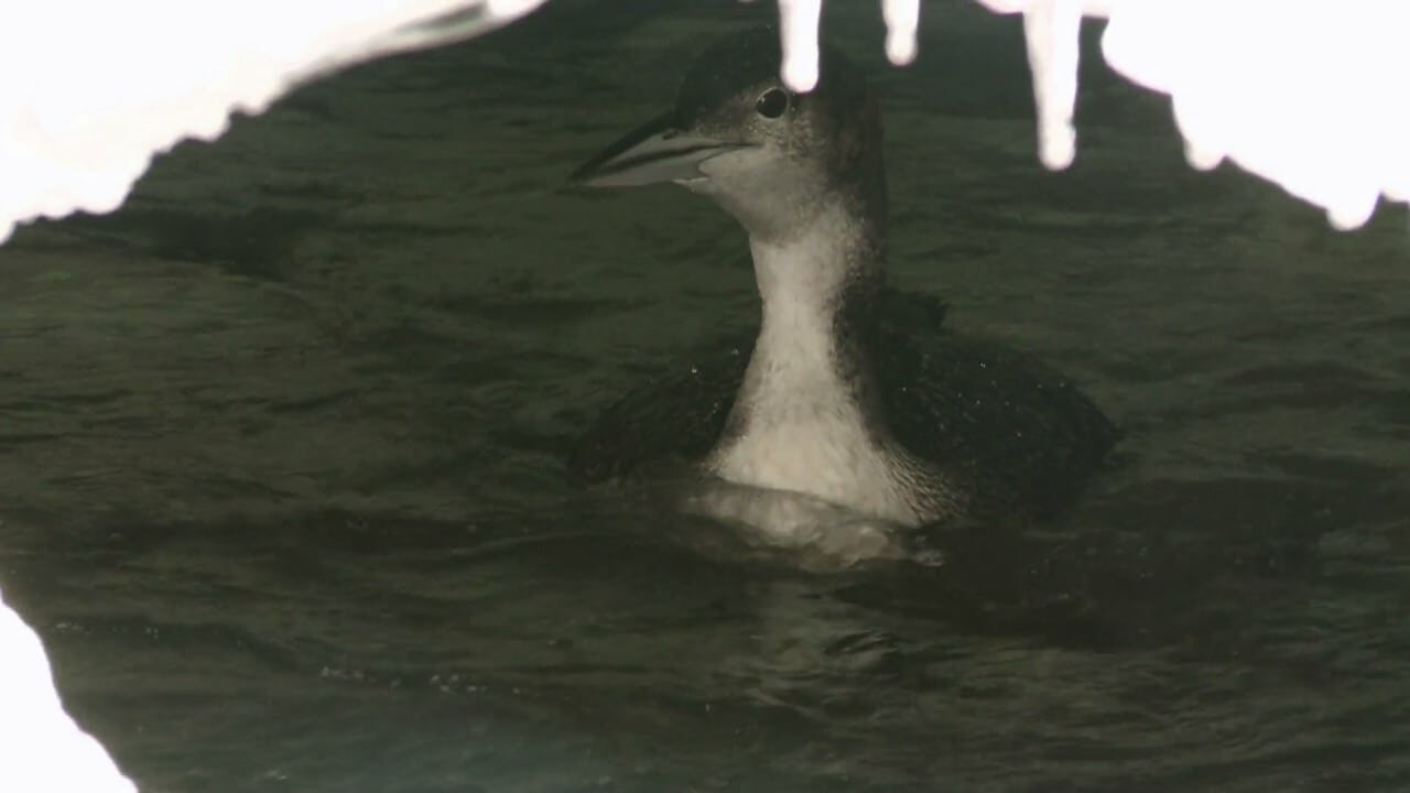 North Woods Law S1E5 On Thin Ice