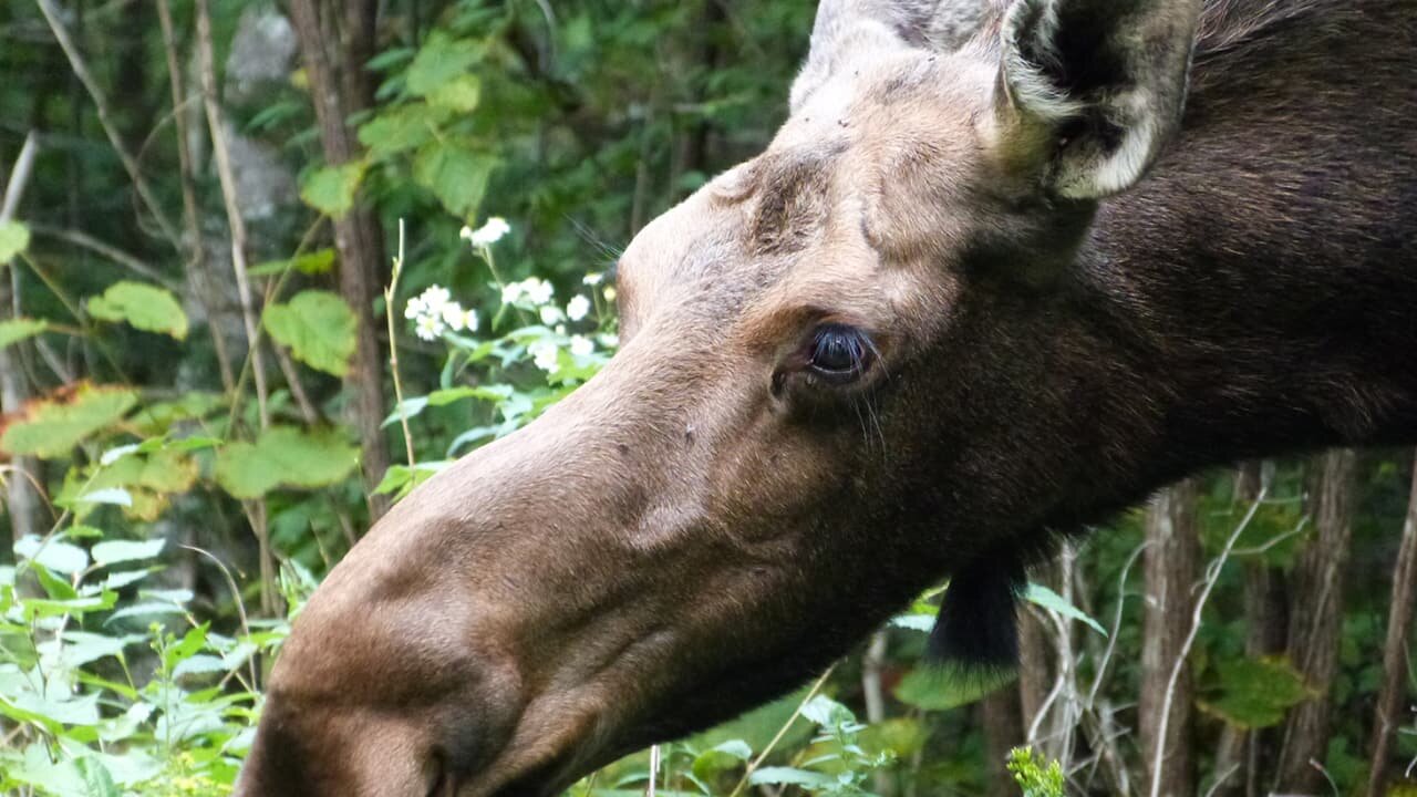 North Woods Law S2E3 Harvest Time