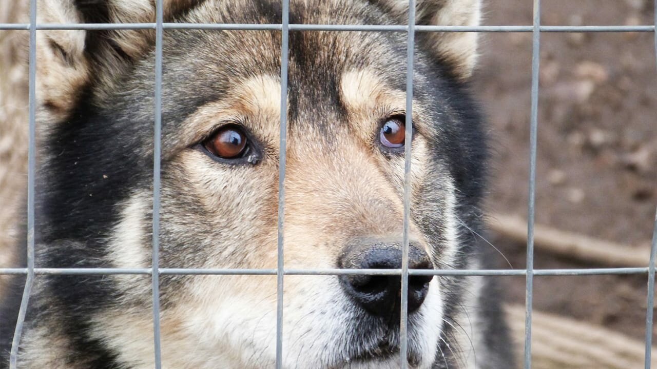 North Woods Law S3E2 Turkey Dog