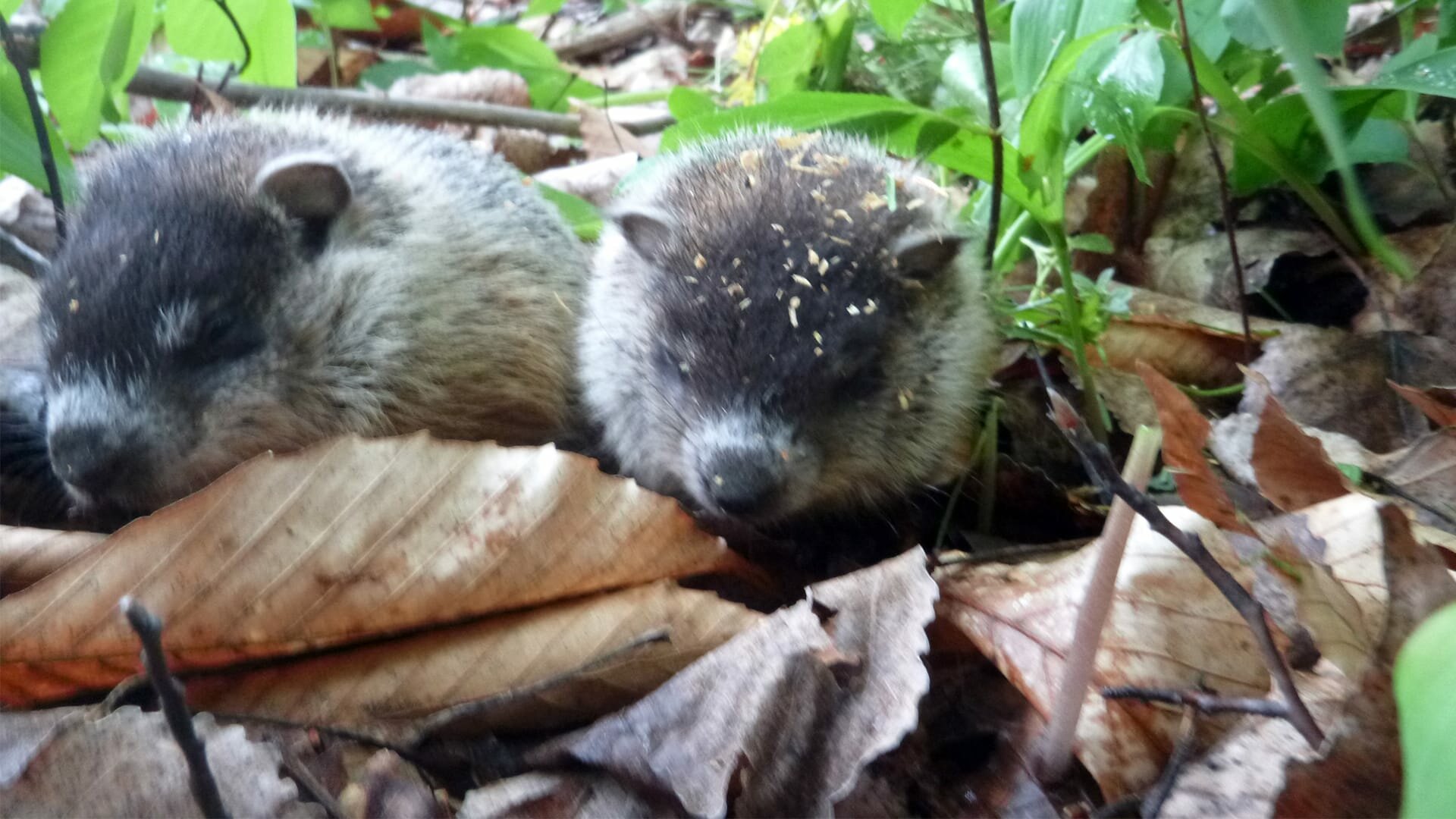 North Woods Law S6E1 And the Little Ones Too