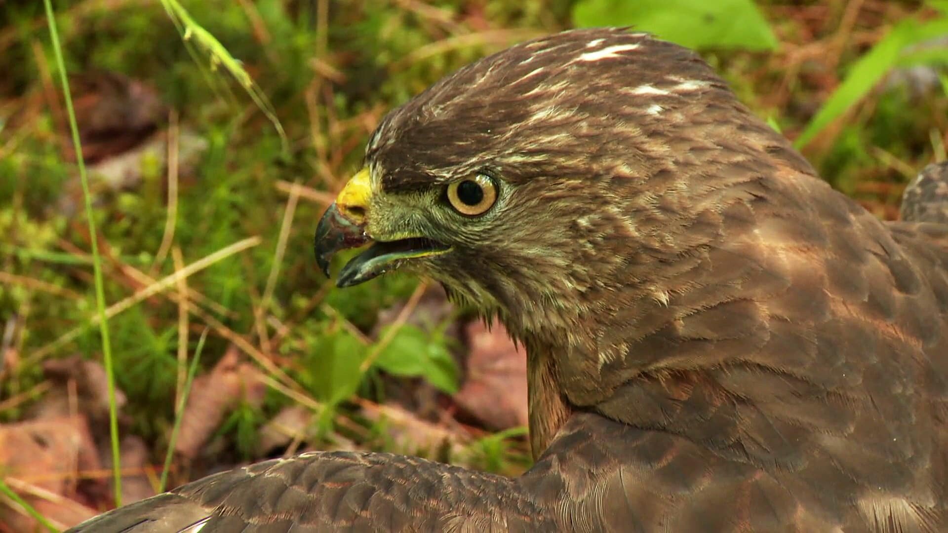 North Woods Law S8E5 New Hampshire - No Way Out