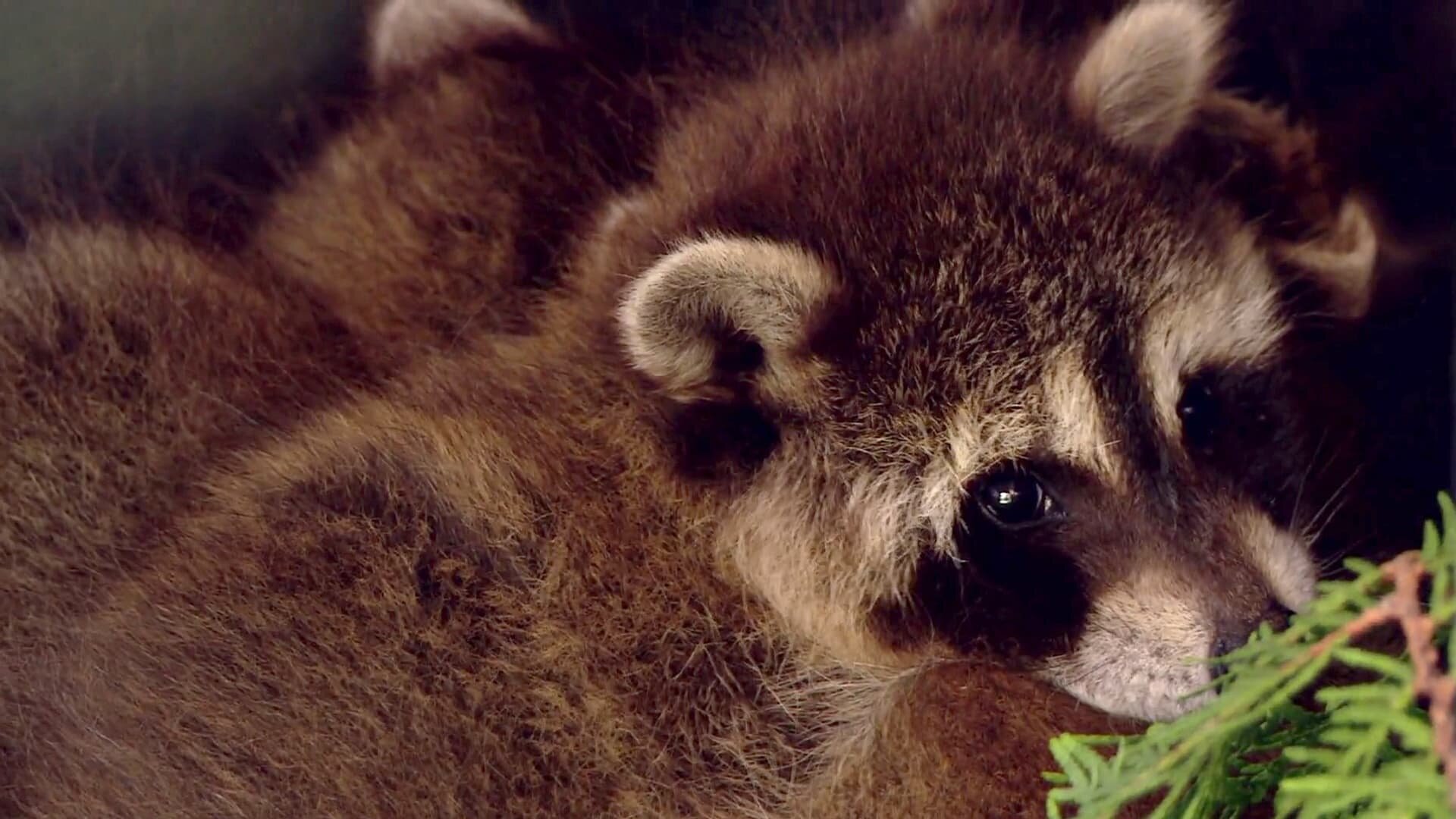 North Woods Law S9E3 Truth or Consequences