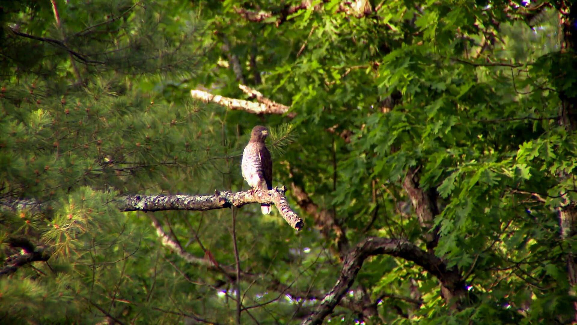 North Woods Law S9E4 Blindsided