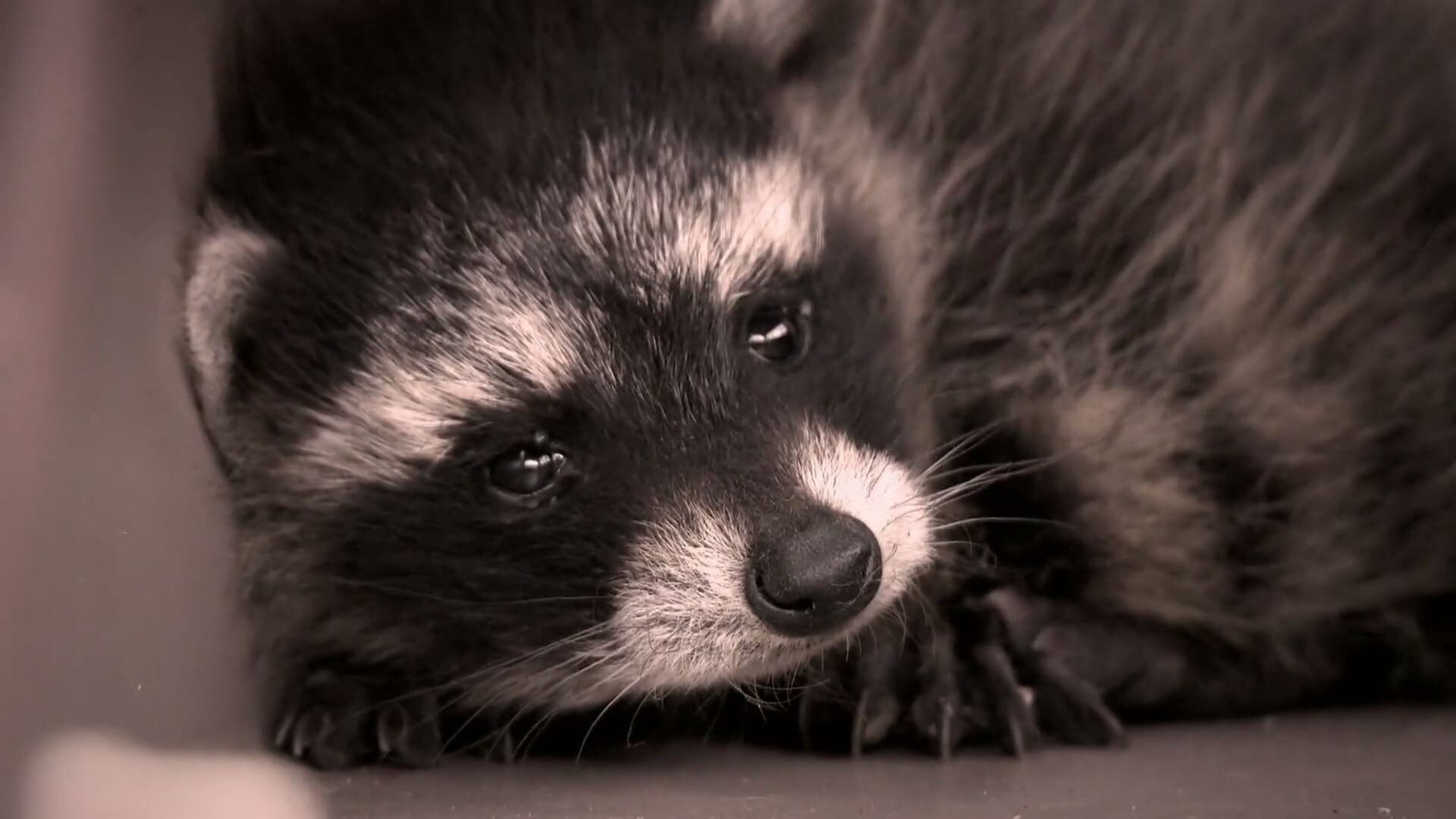 North Woods Law S9E6 Crossing the Line