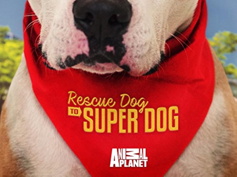 Rescue Dog to Super Dog