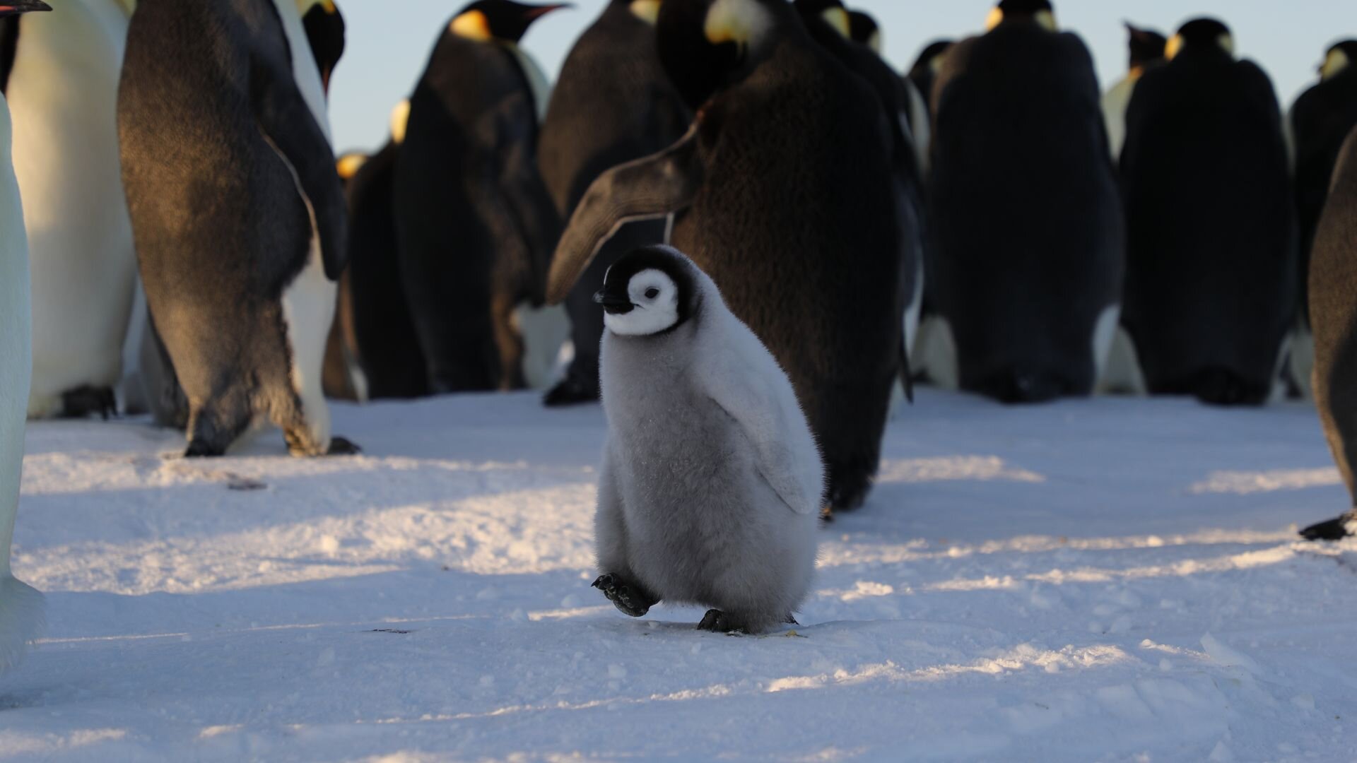 Secrets of the Penguins S1E1 Heart of the Emperors