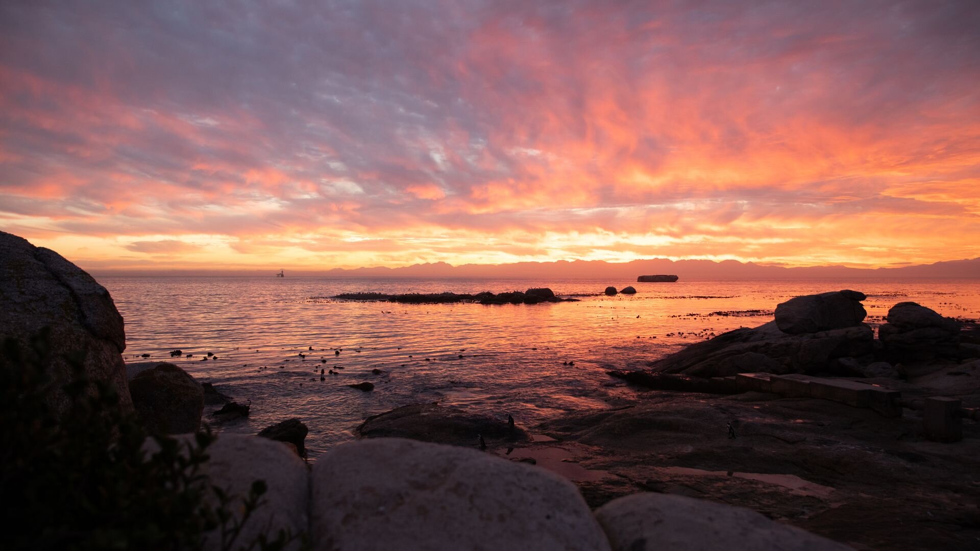 Secrets of the Penguins S1E2 Survival of the Smartest