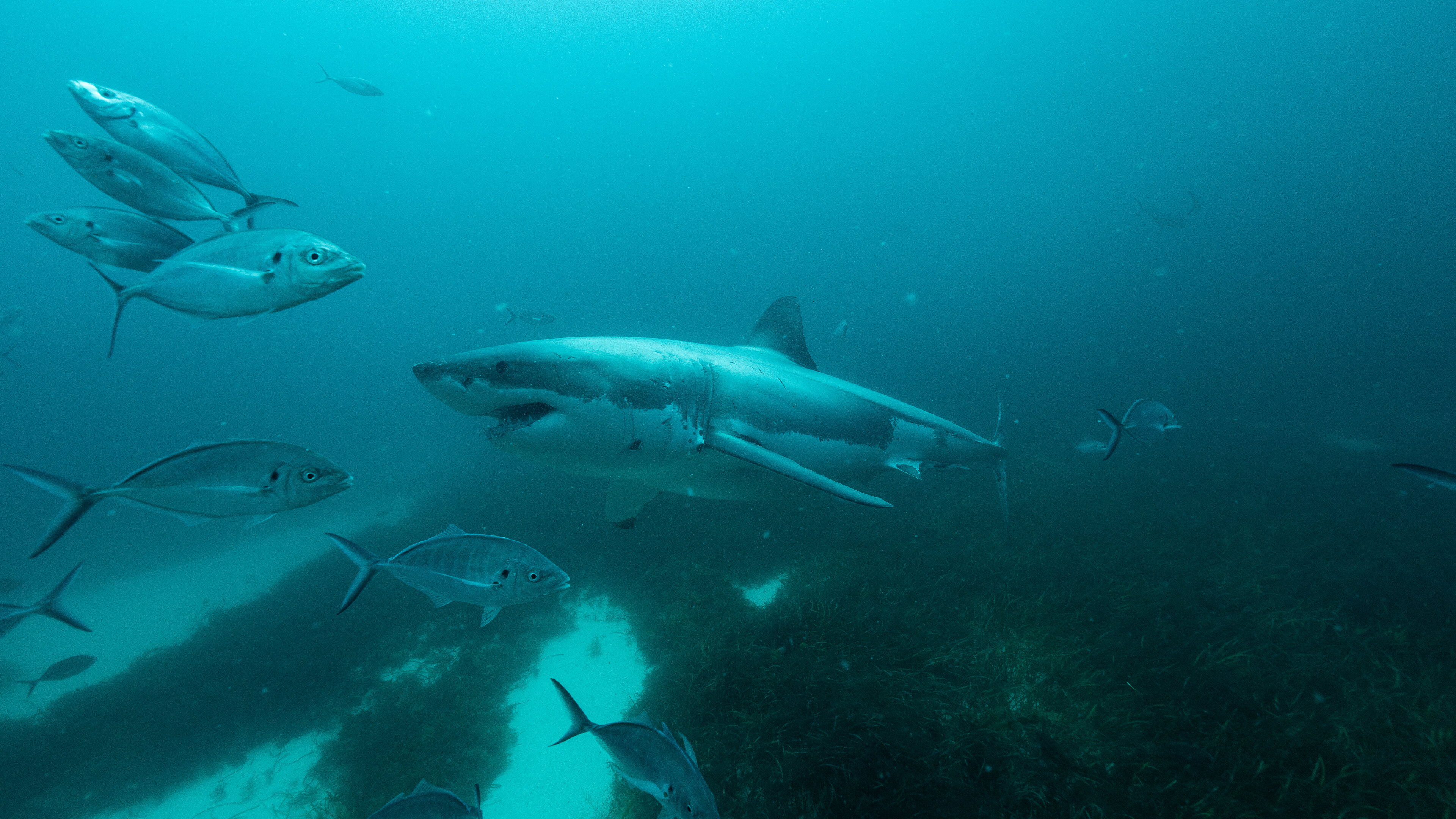 Super Shark Highway S1E1 Food, Glorious Food