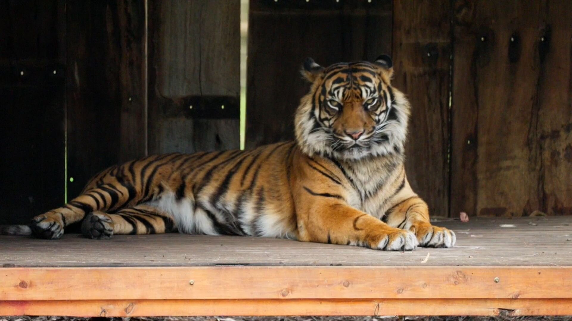 Taronga: Who's Who in the Zoo S6E2 Toothless Tiger