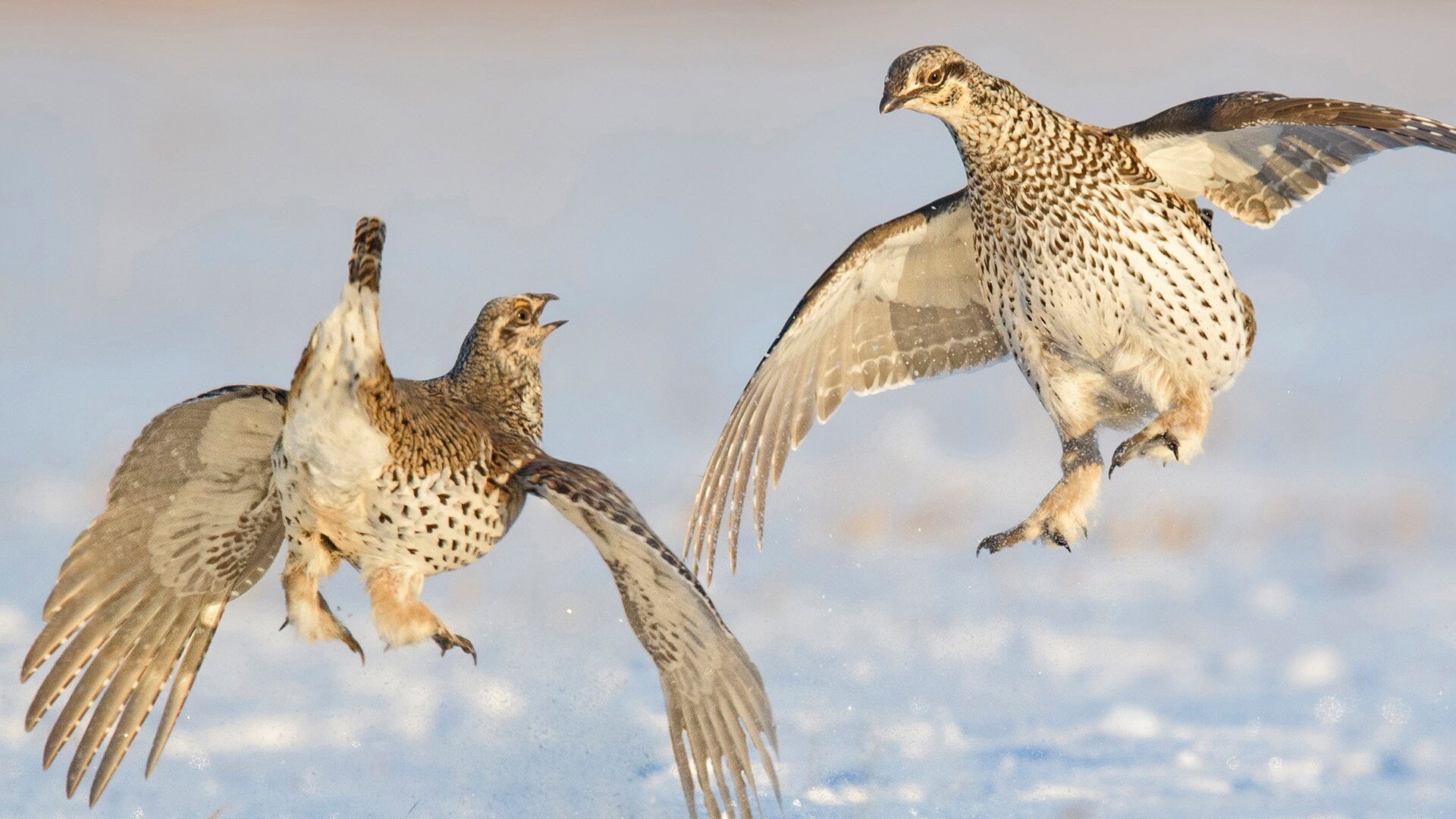 The Americas S1E5 The Frozen North