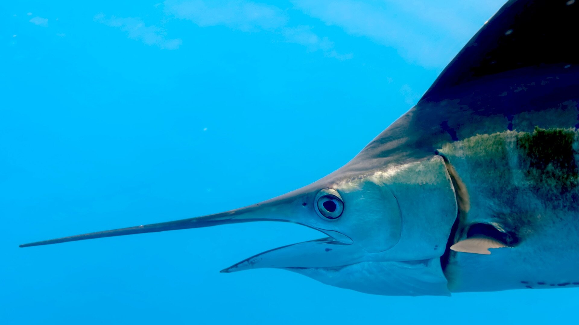 The Americas S1E8 The Caribbean