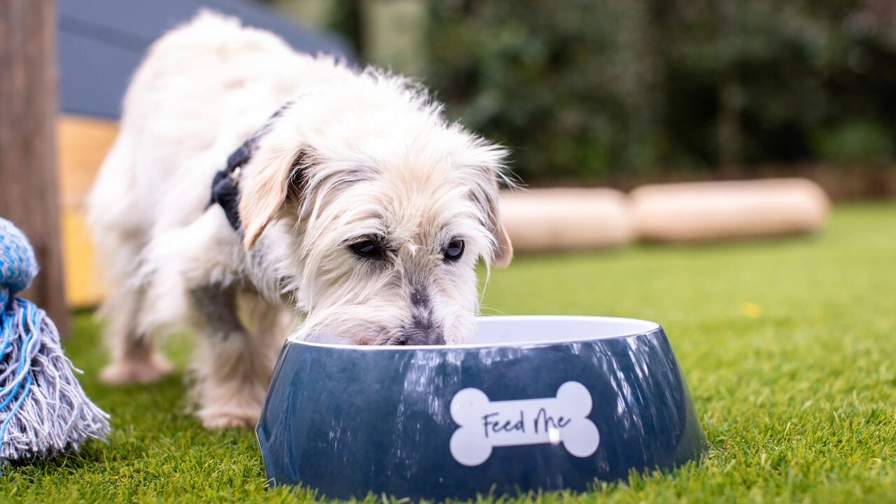 The Dog House Australia S3E2 Episode 2