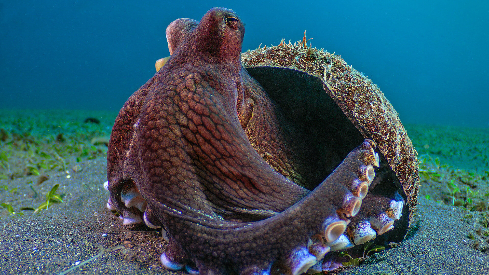 The Secret Lives of Animals S1E3 Protecting Yourself