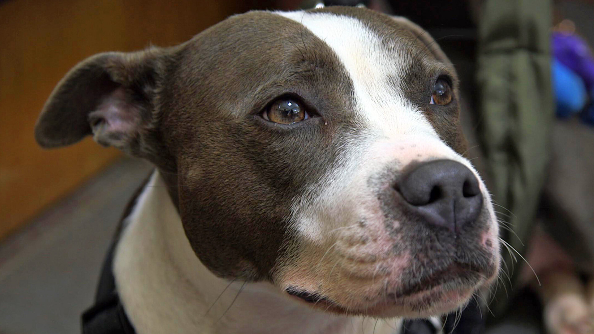 The Supervet S10E1 Lulu, Florence & Muffin