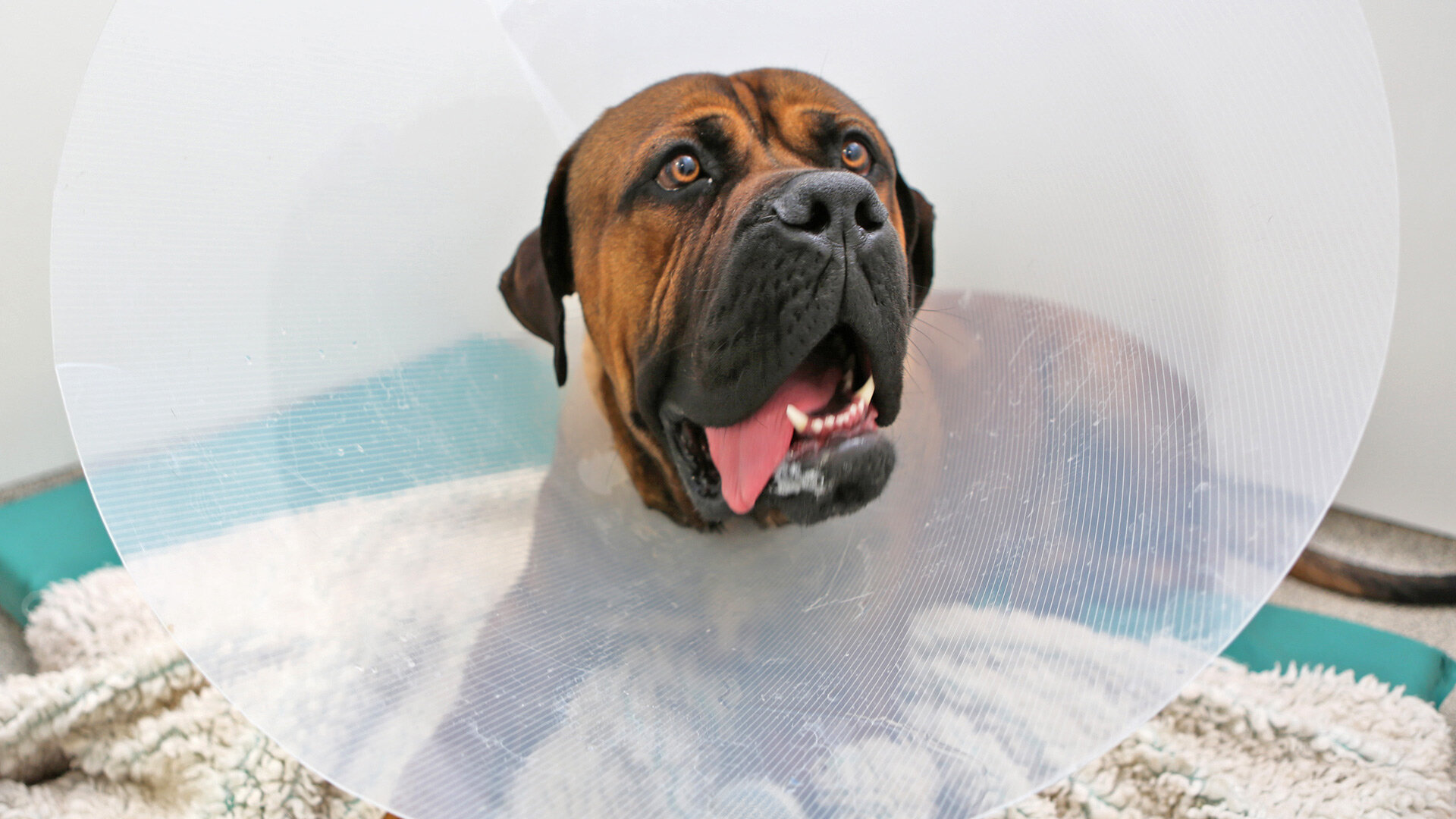 The Supervet S10E2 Barney, Tank & Mouse