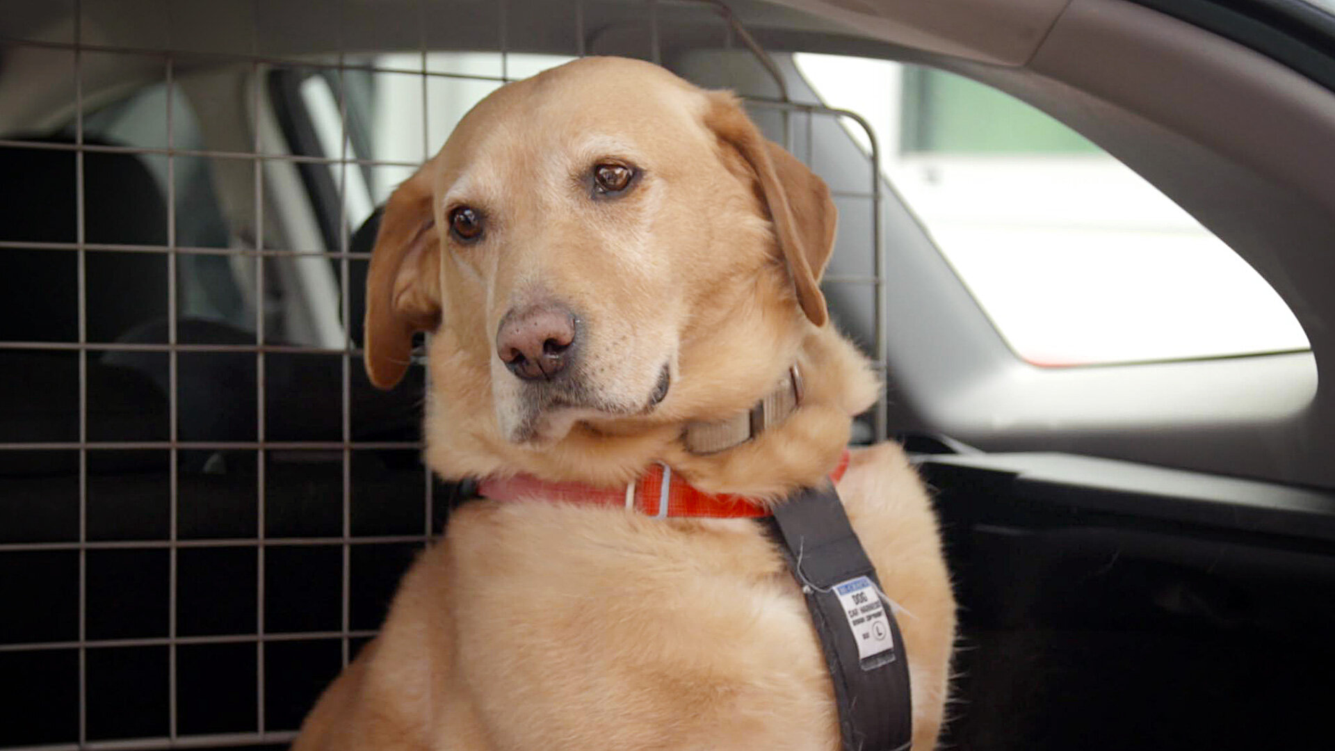 The Supervet S10E7 Baloo, Lola & Piper